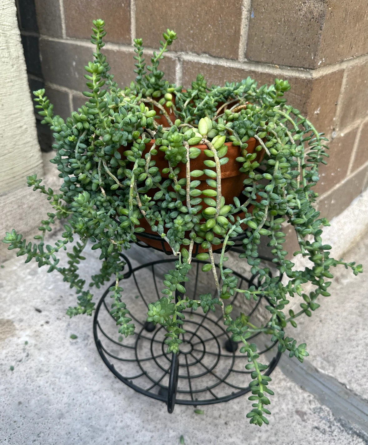 M / L Sedum Burrito Plant in Terracotta Pot - photo 5