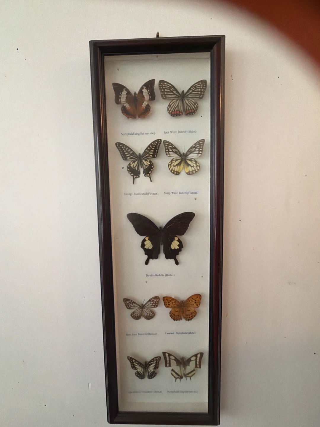 Real butterfly Framed Butterfly Specimen Collection