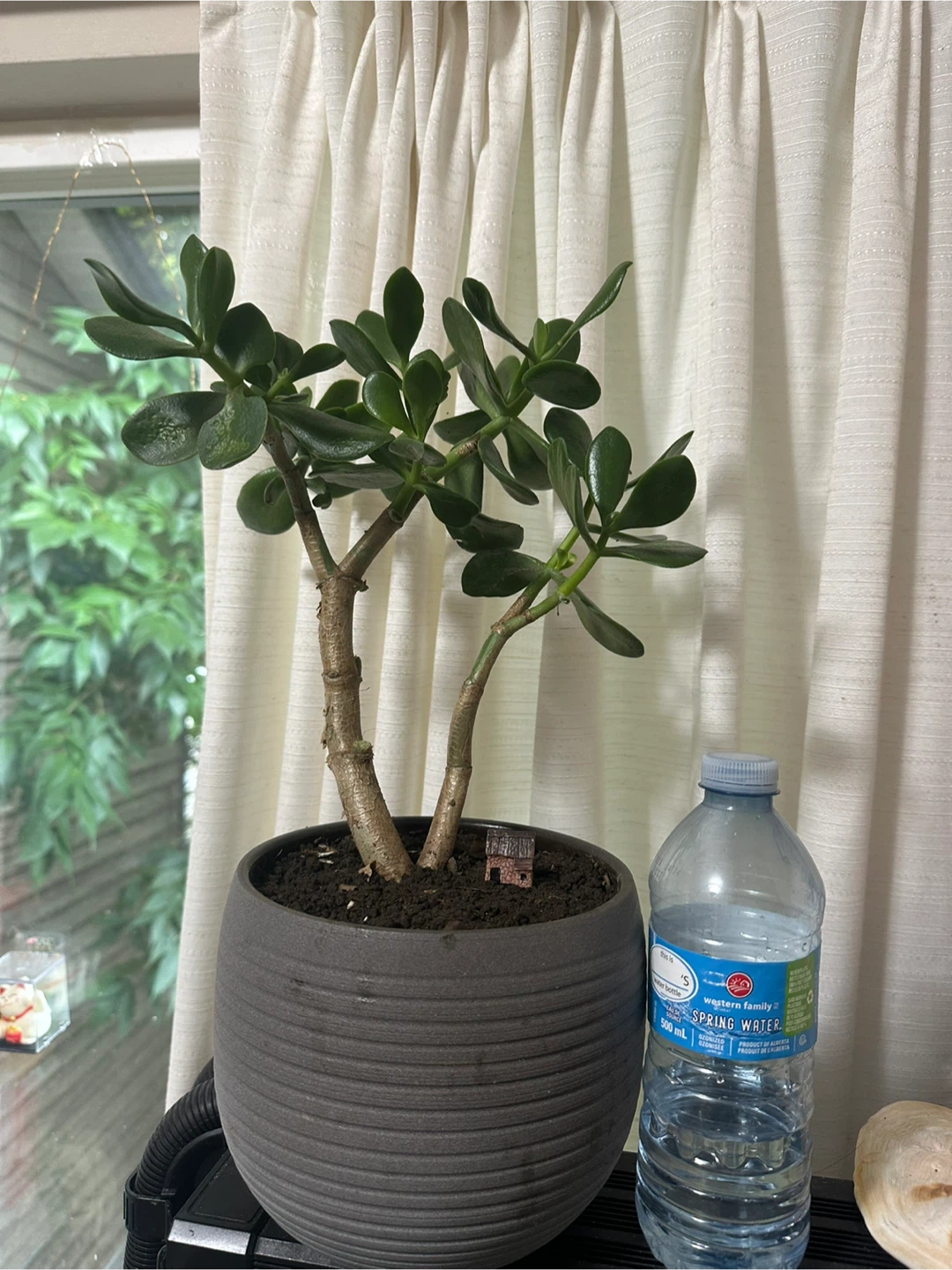 Jade Plant in Grey Pot
