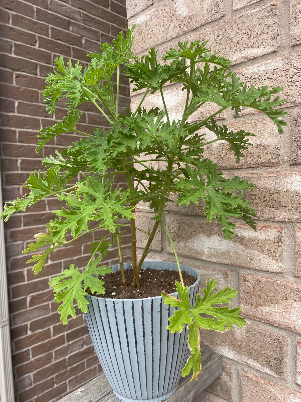 Citronella Plant in Potted Planter