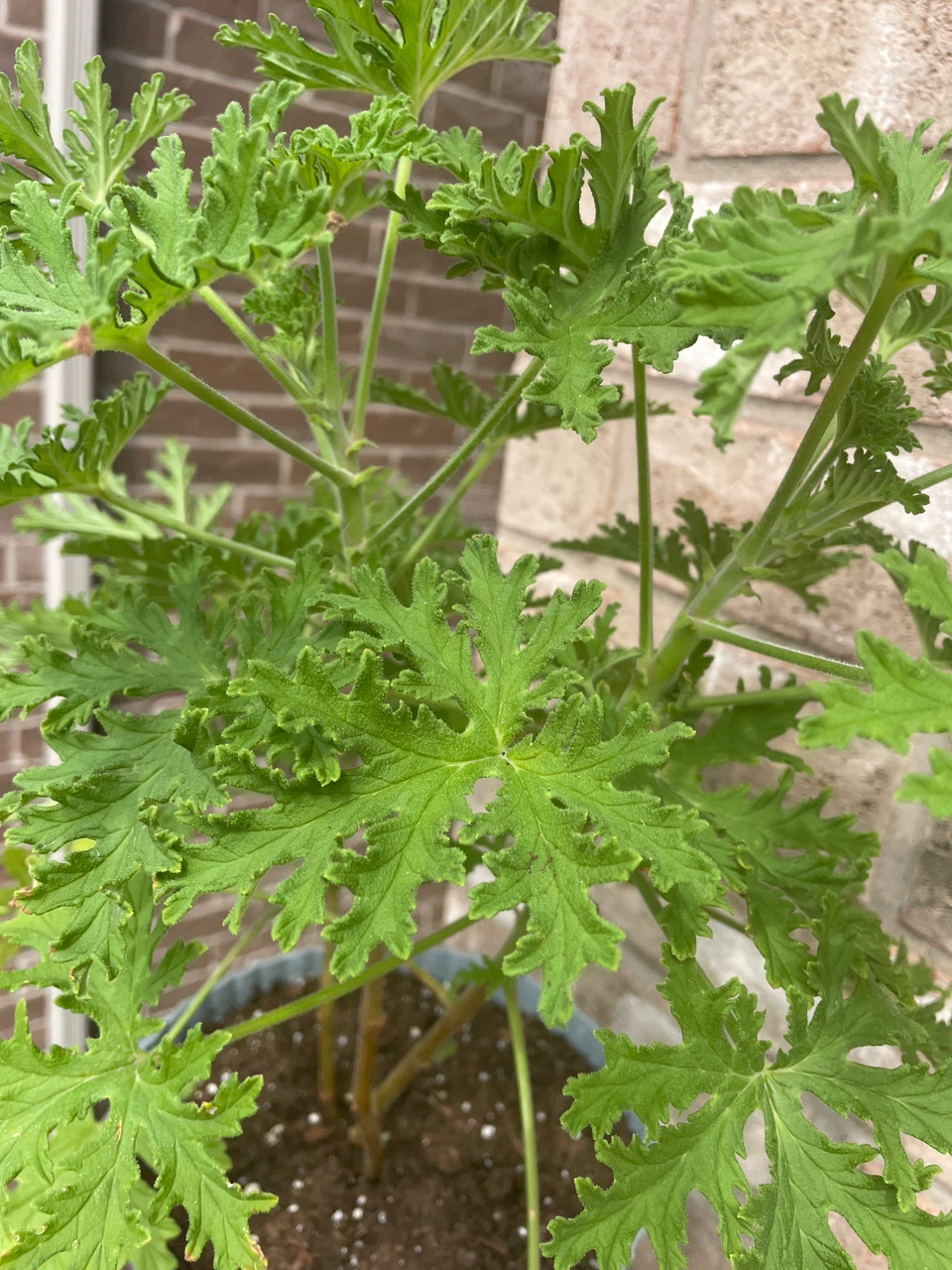 Citronella Plant in Potted Planter - photo 2