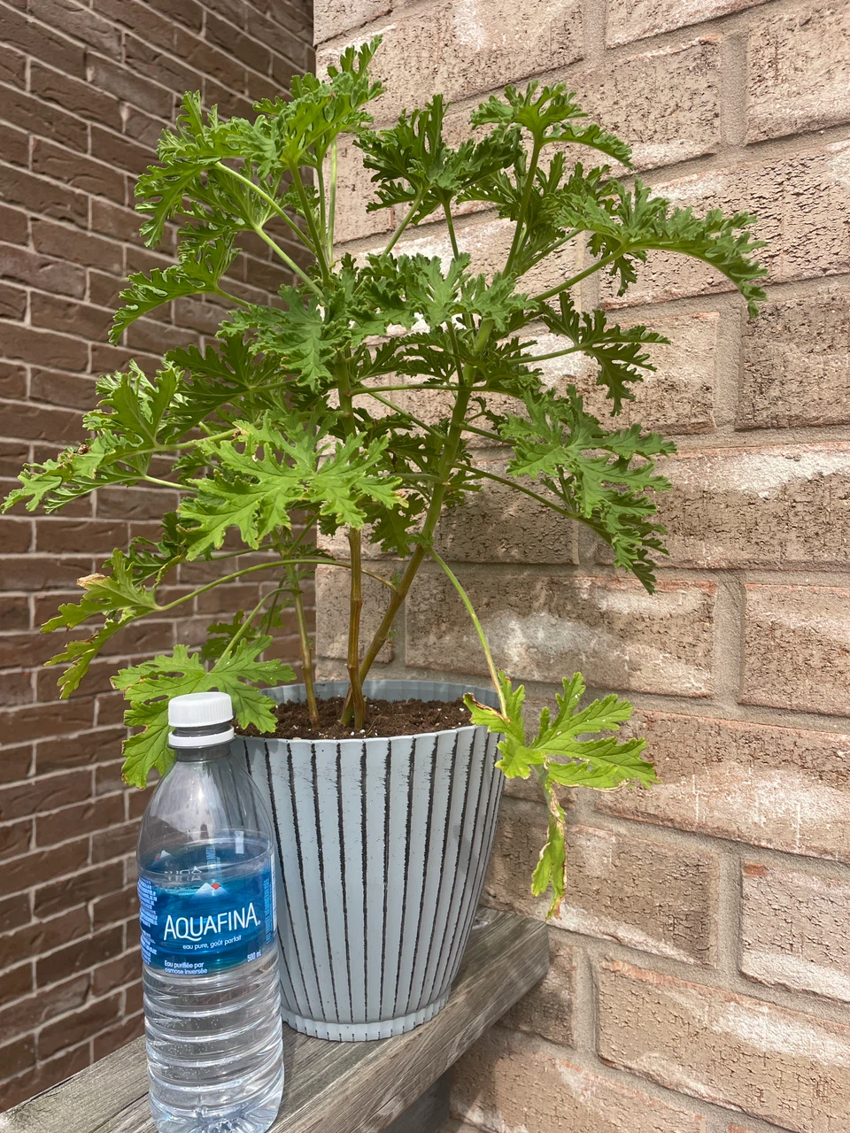Citronella Plant in Potted Planter - photo 3