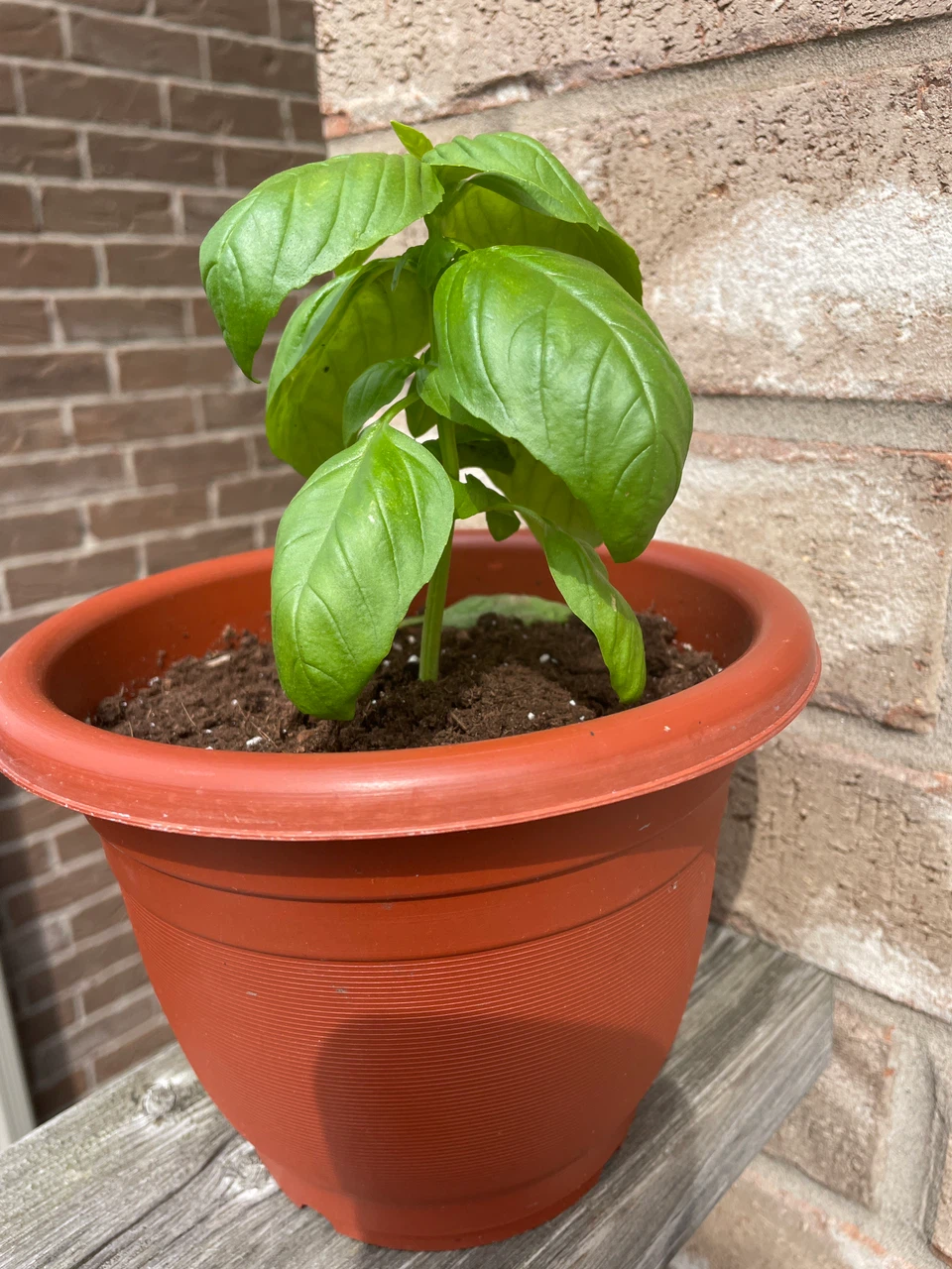 Healthy Basil Plant in Pot