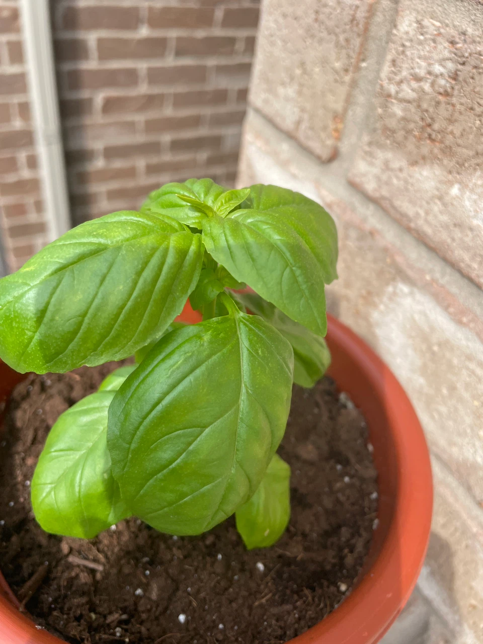 Healthy Basil Plant in Pot - photo 2