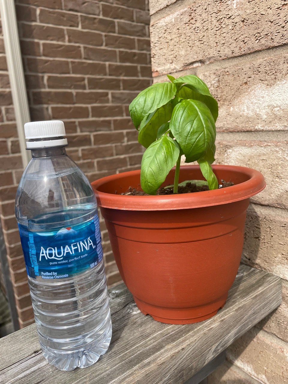 Healthy Basil Plant in Pot - photo 3