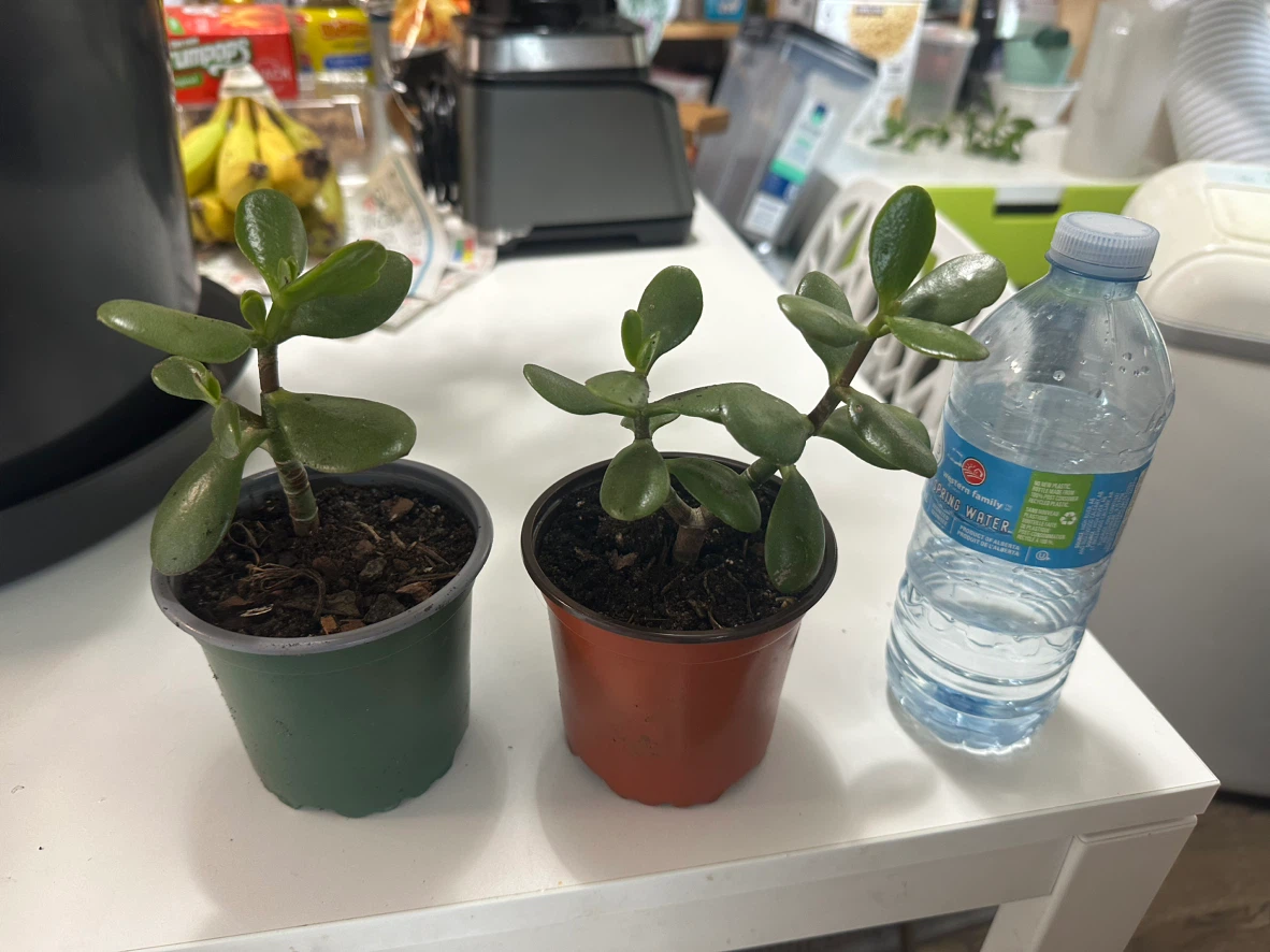 Two Jade Plant Starters