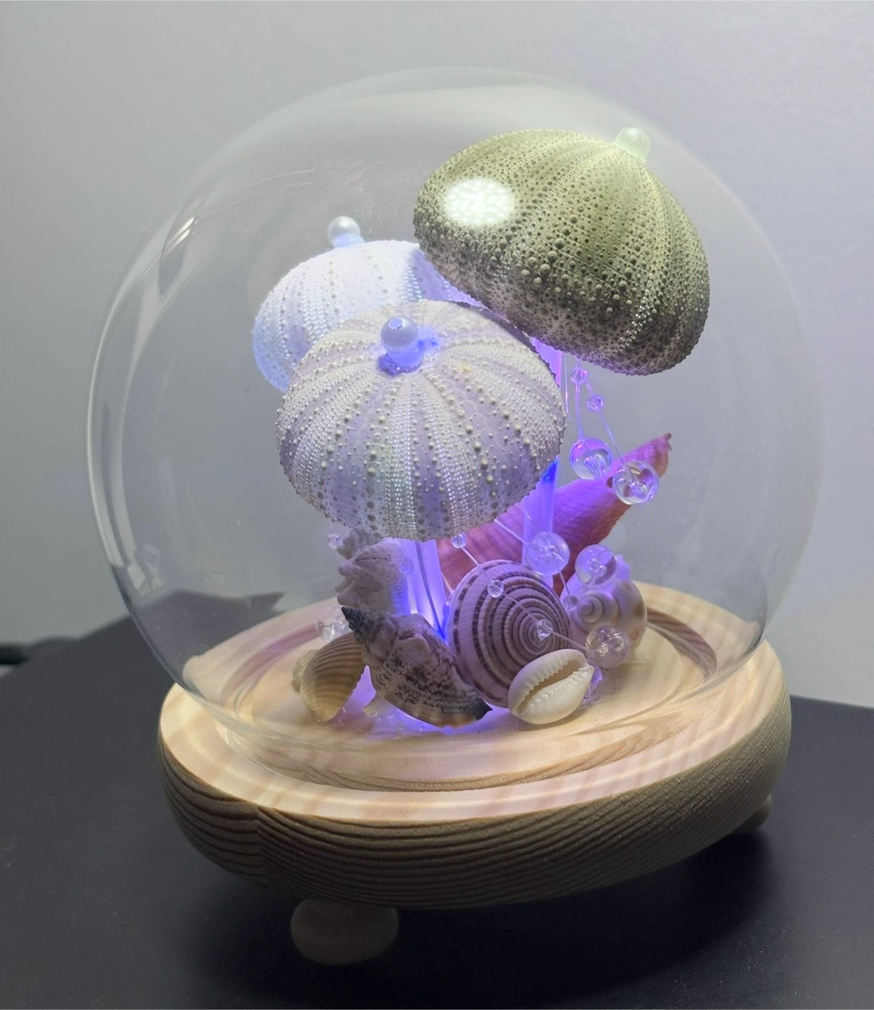 Decorative Sea Urchin and Shell Glass Dome with Lights