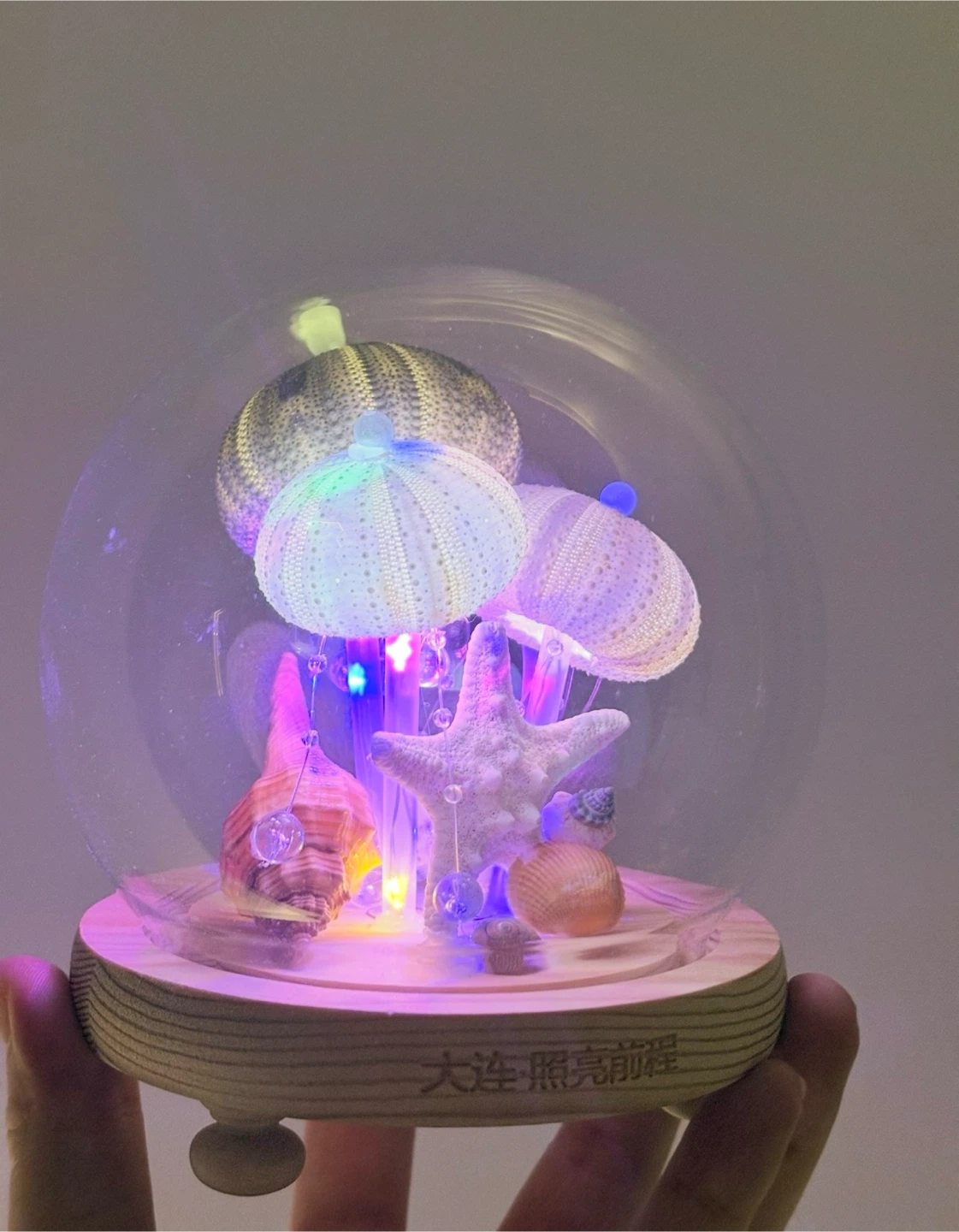 Decorative Sea Urchin and Shell Glass Dome with Lights - photo 2
