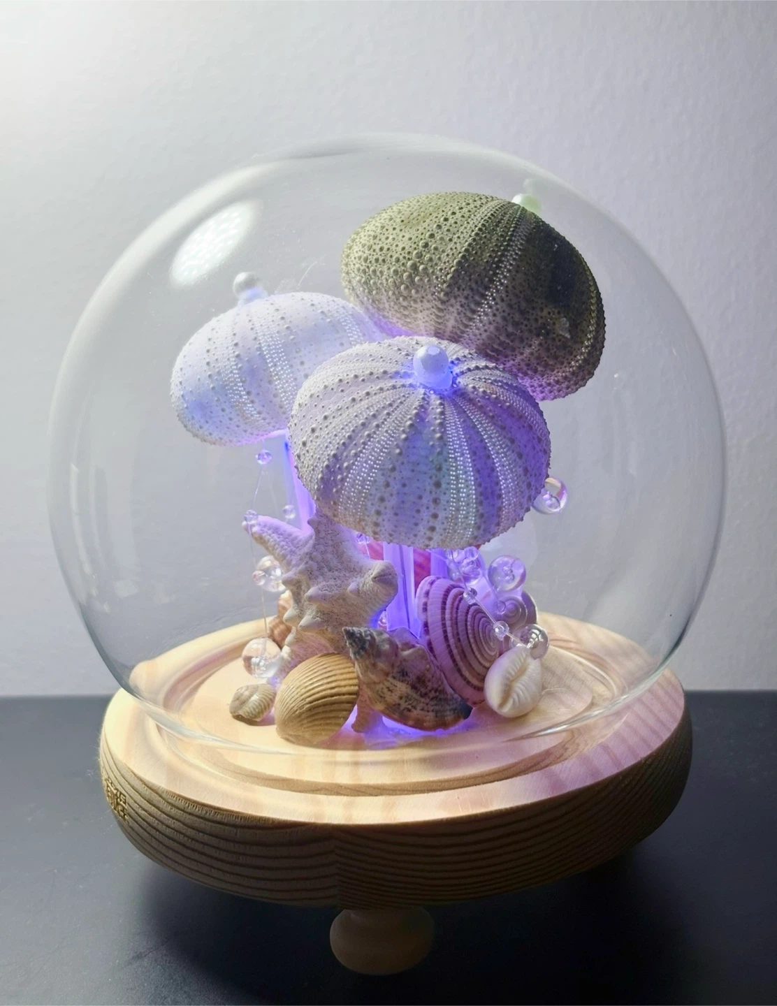 Decorative Sea Urchin and Shell Glass Dome with Lights - photo 3