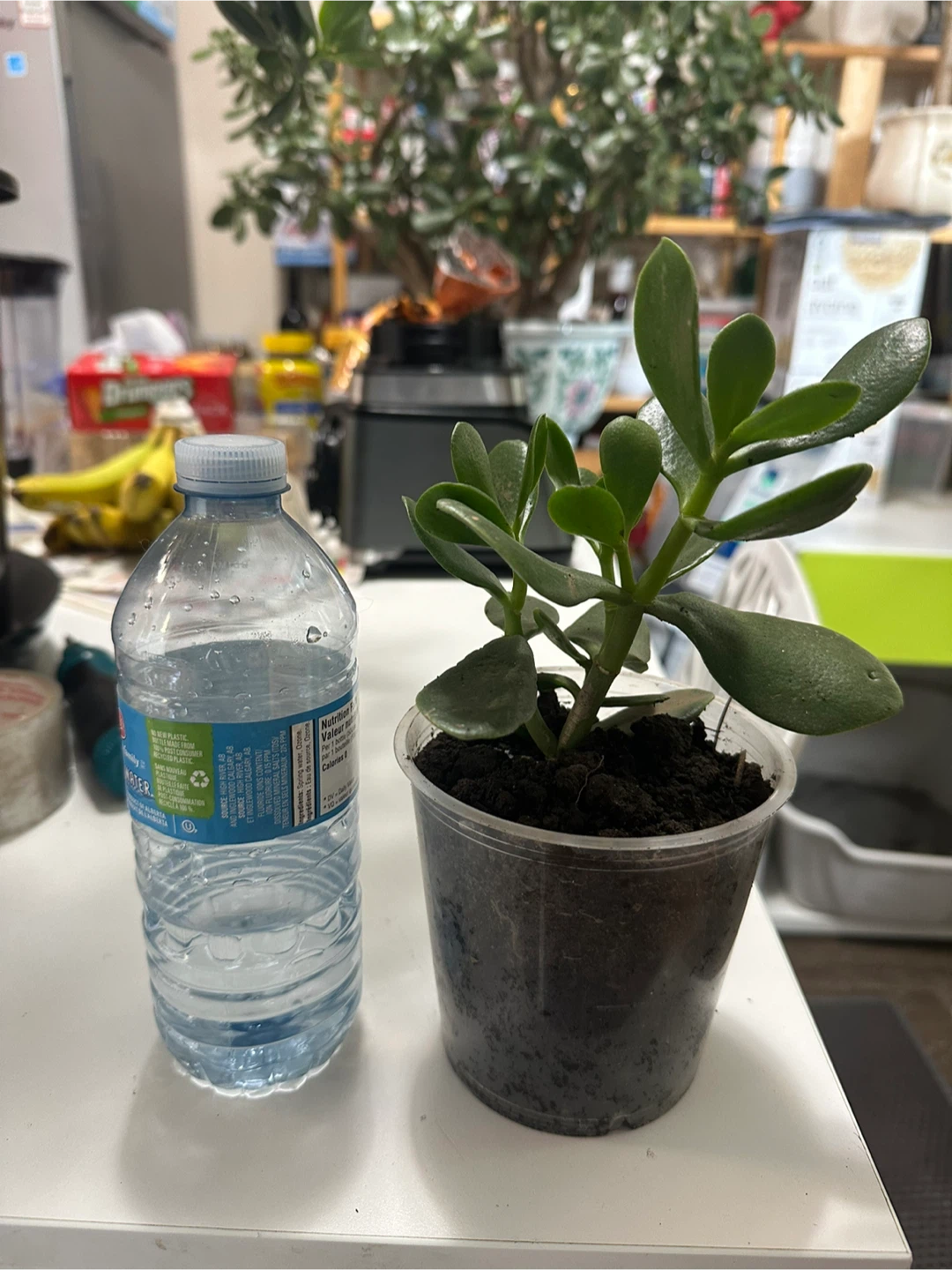 Jade plant in plastic pot