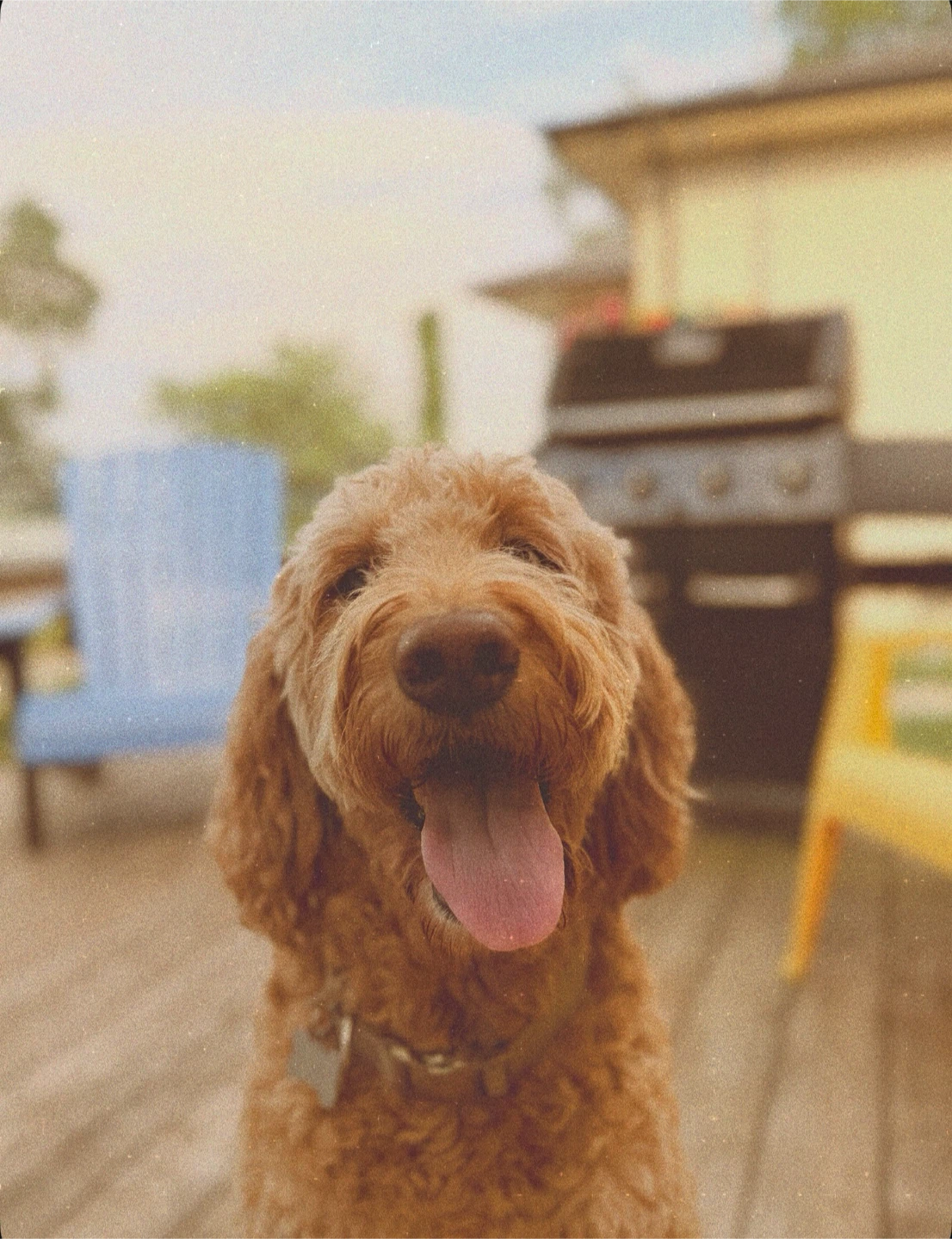 ***DOG WALKER IN ST CATHARINES*** - photo 3