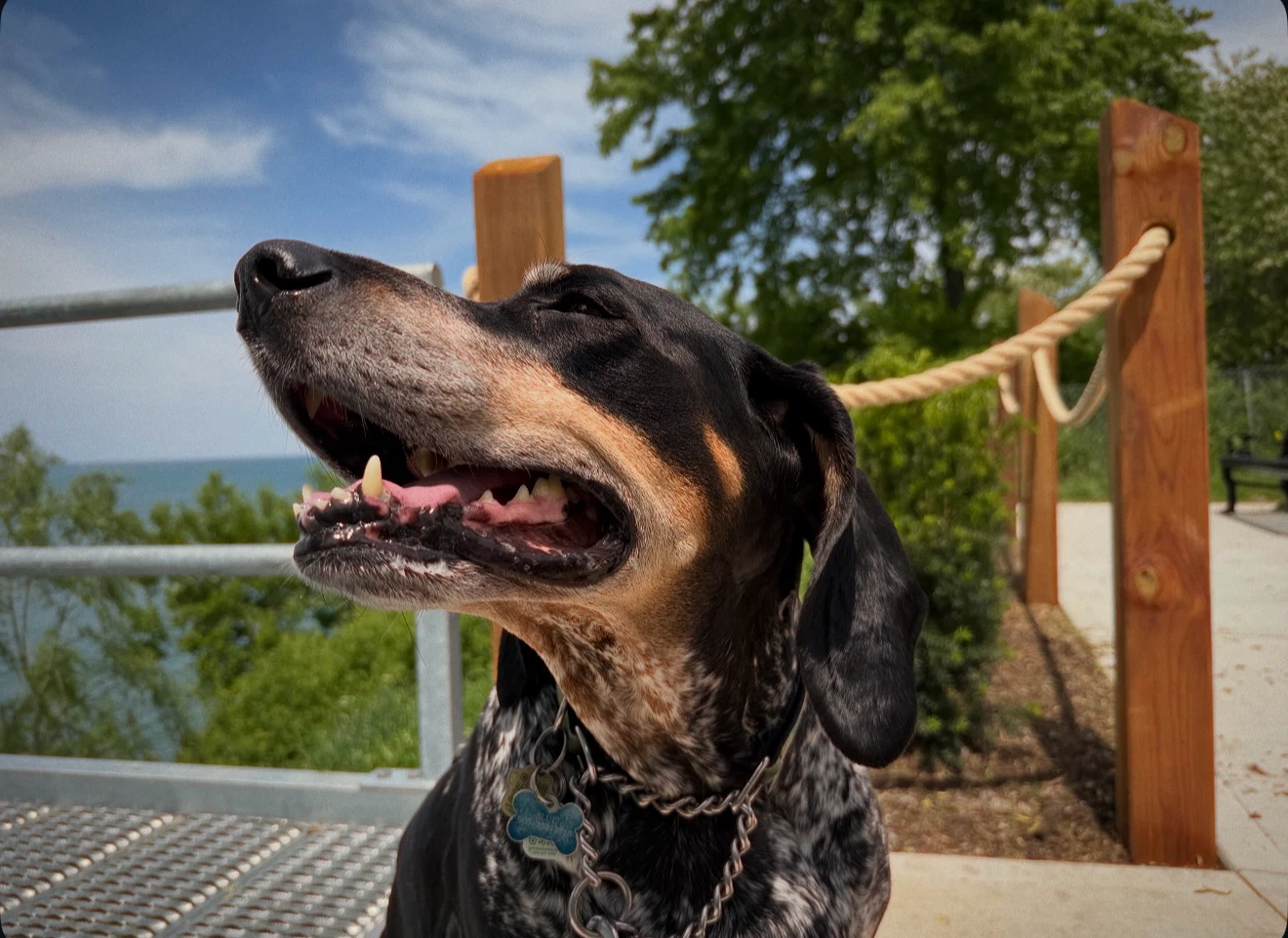 ***DOG WALKER IN ST CATHARINES*** - photo 5