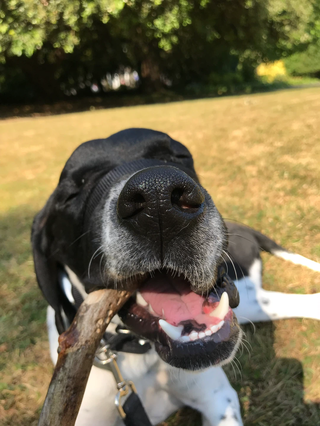 ***DOG WALKER IN ST CATHARINES*** - photo 4