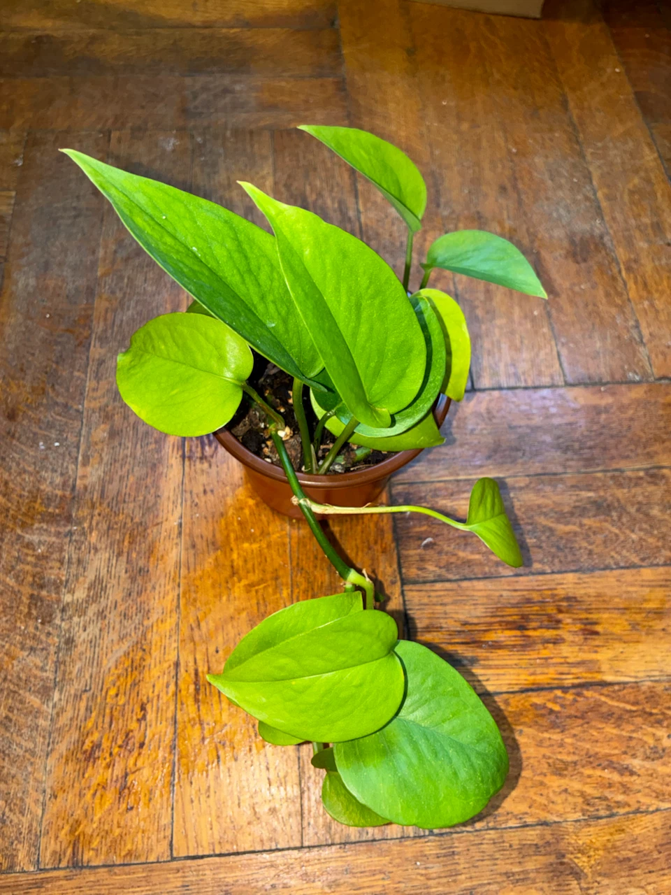 Neon Pothos Plant