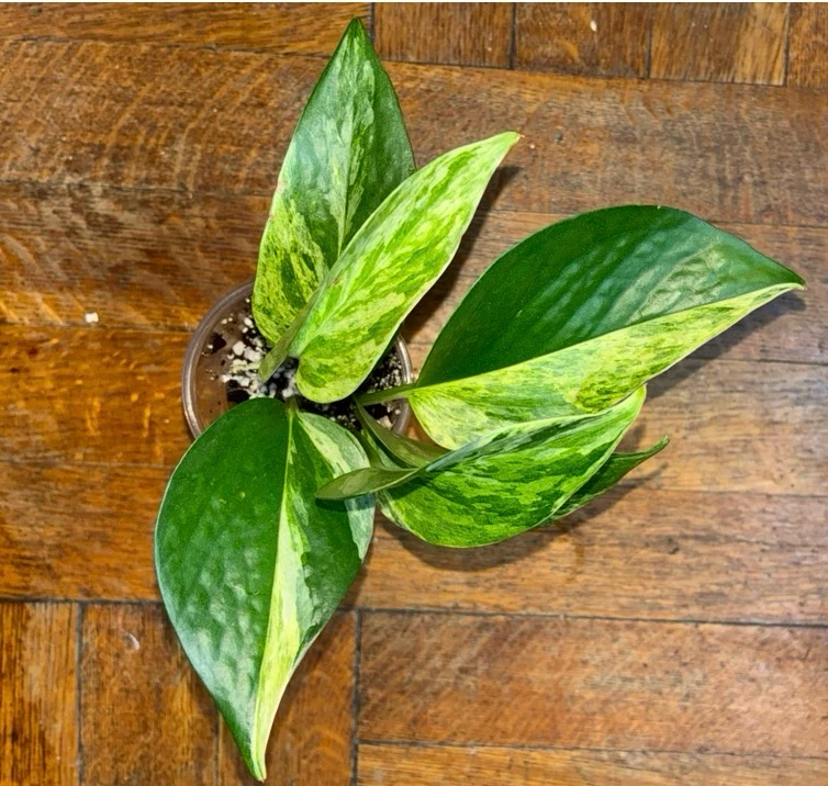 2 Marble Queen Pothos Houseplant