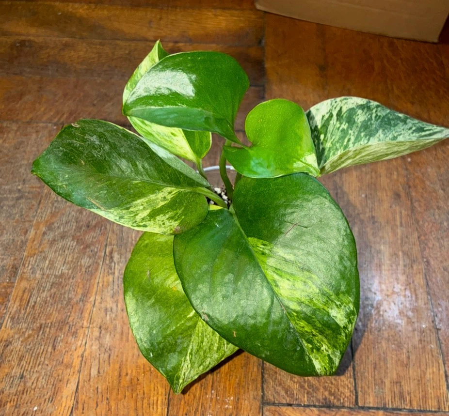 2 Marble Queen Pothos Houseplant - photo 2