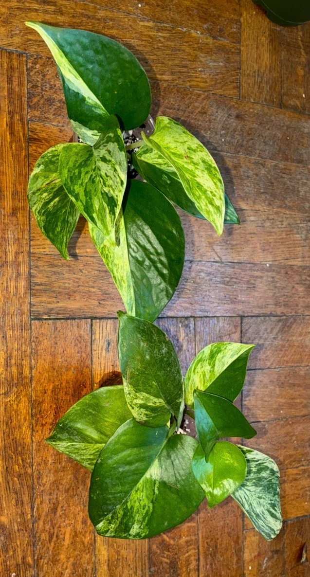2 Marble Queen Pothos Houseplant - photo 3