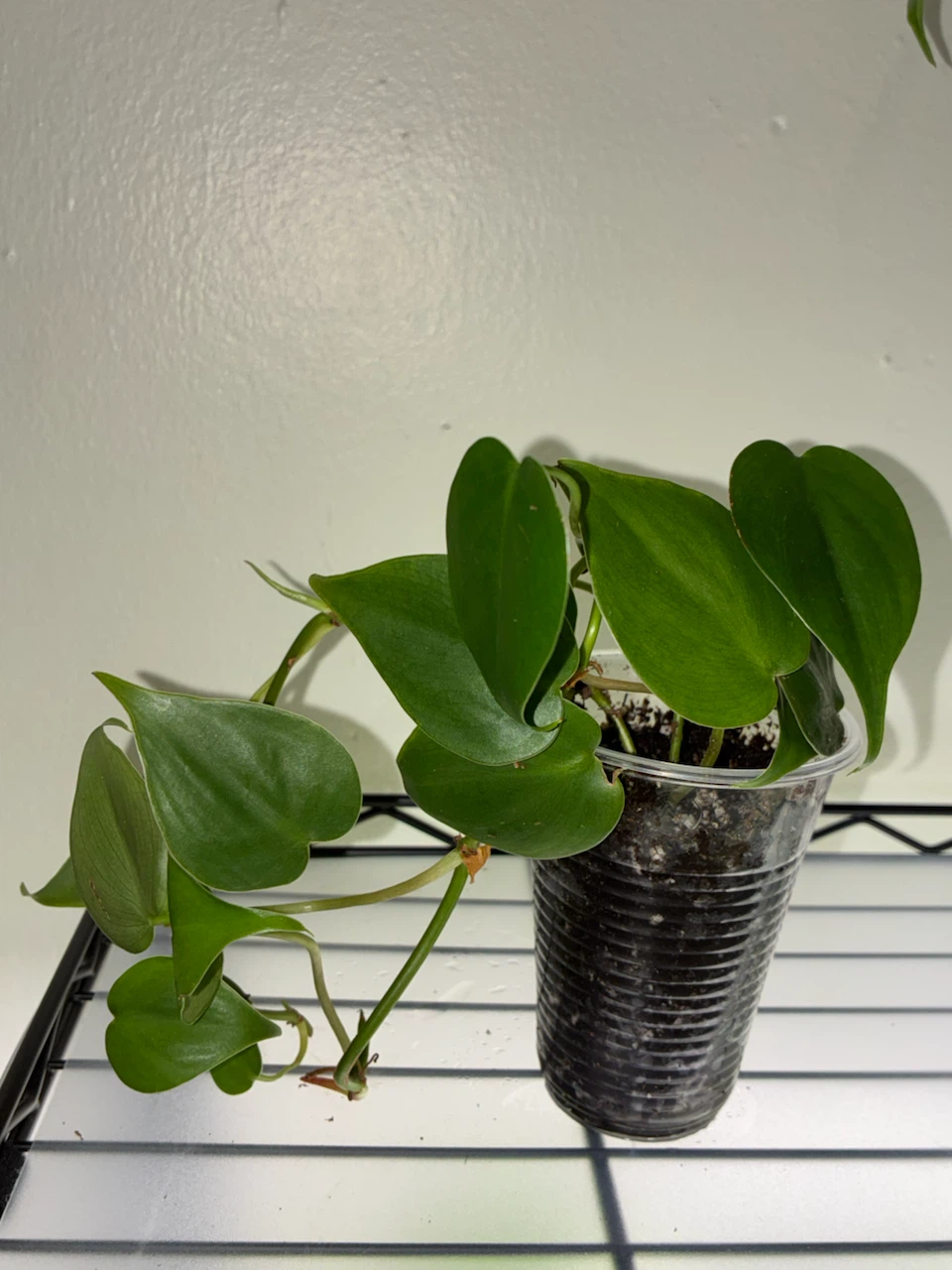 Philodendron Heartleaf Plant