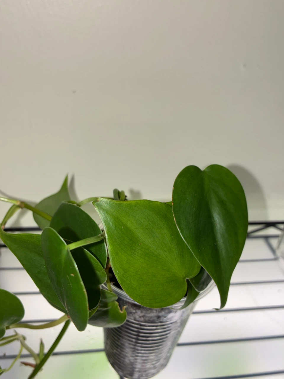 Philodendron Heartleaf Plant - photo 2