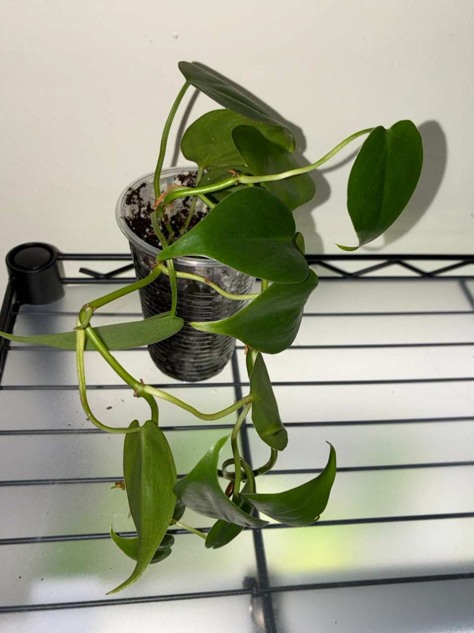 Philodendron Heartleaf Plant - photo 3