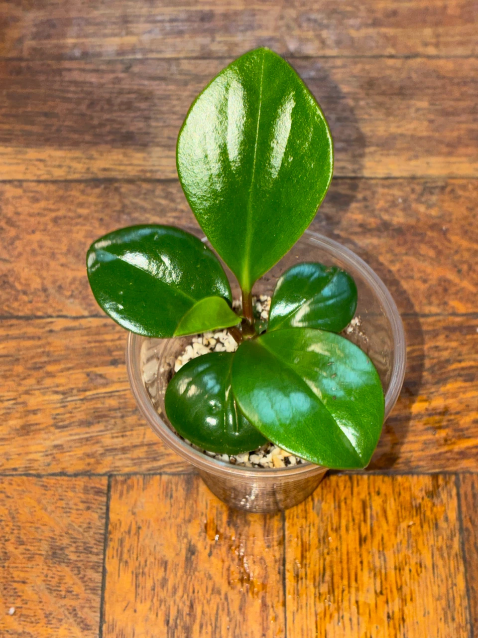 Peperomia Obtusifolia Baby Rubber Plant