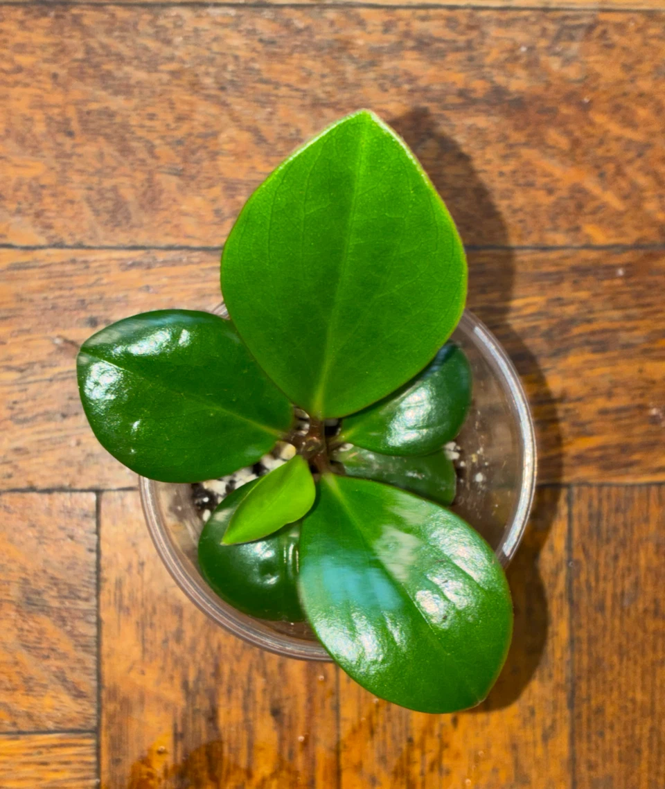 Peperomia Obtusifolia Baby Rubber Plant - photo 2