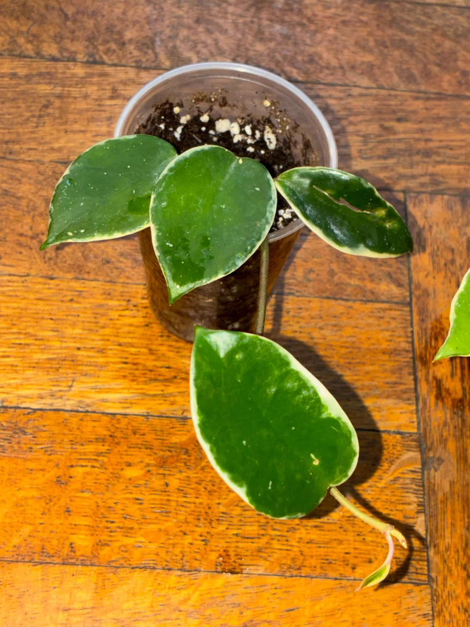 Hoya Krimson Queen Plants