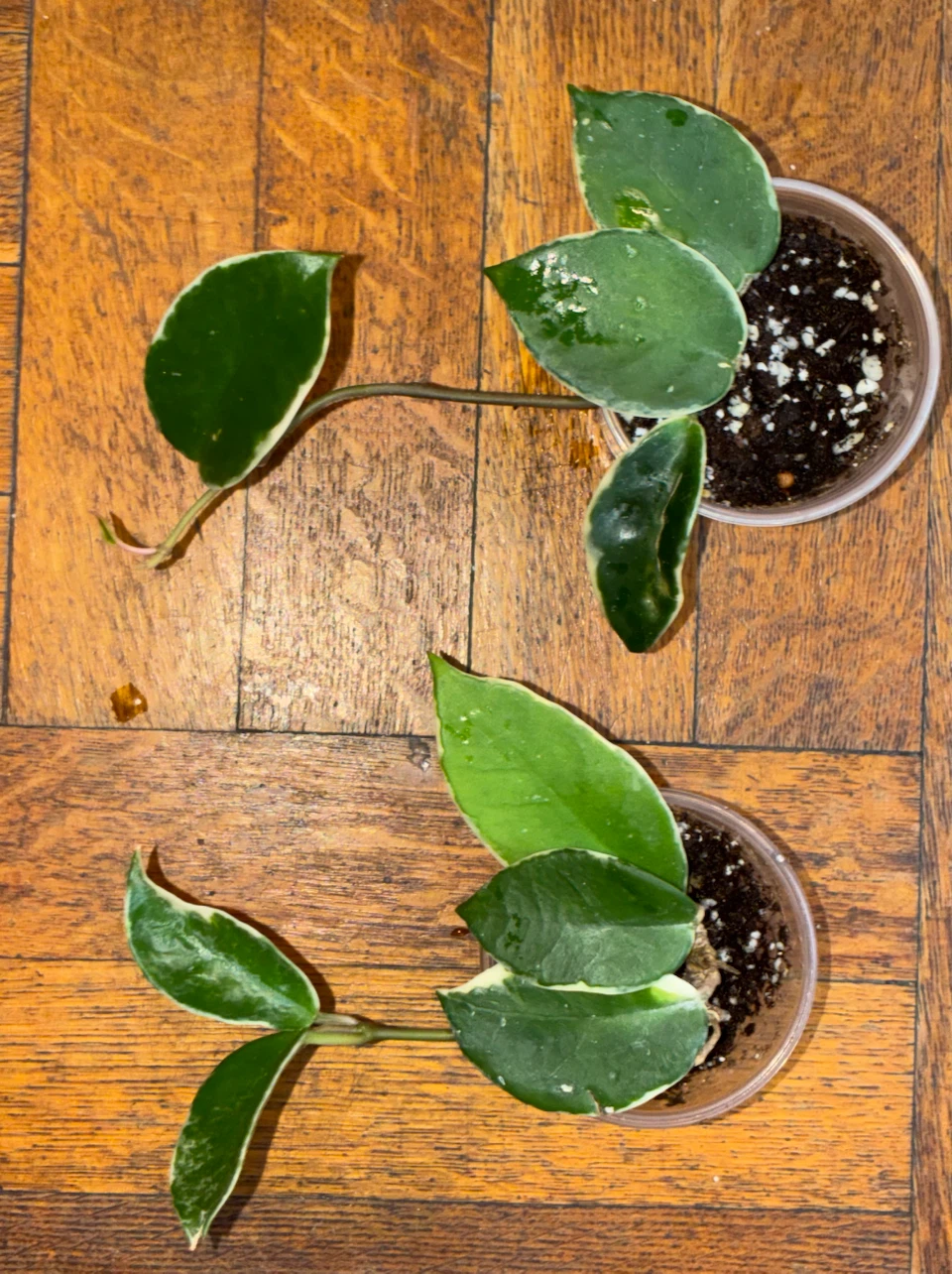 Hoya Krimson Queen Plants - photo 3