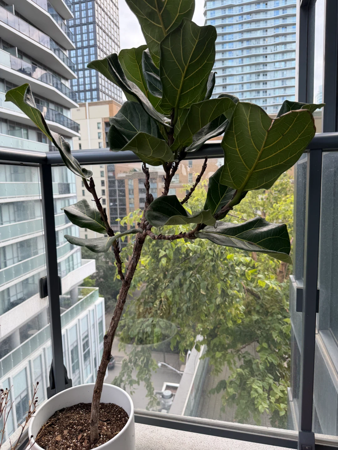 Fiddle Leaf Fig Plant