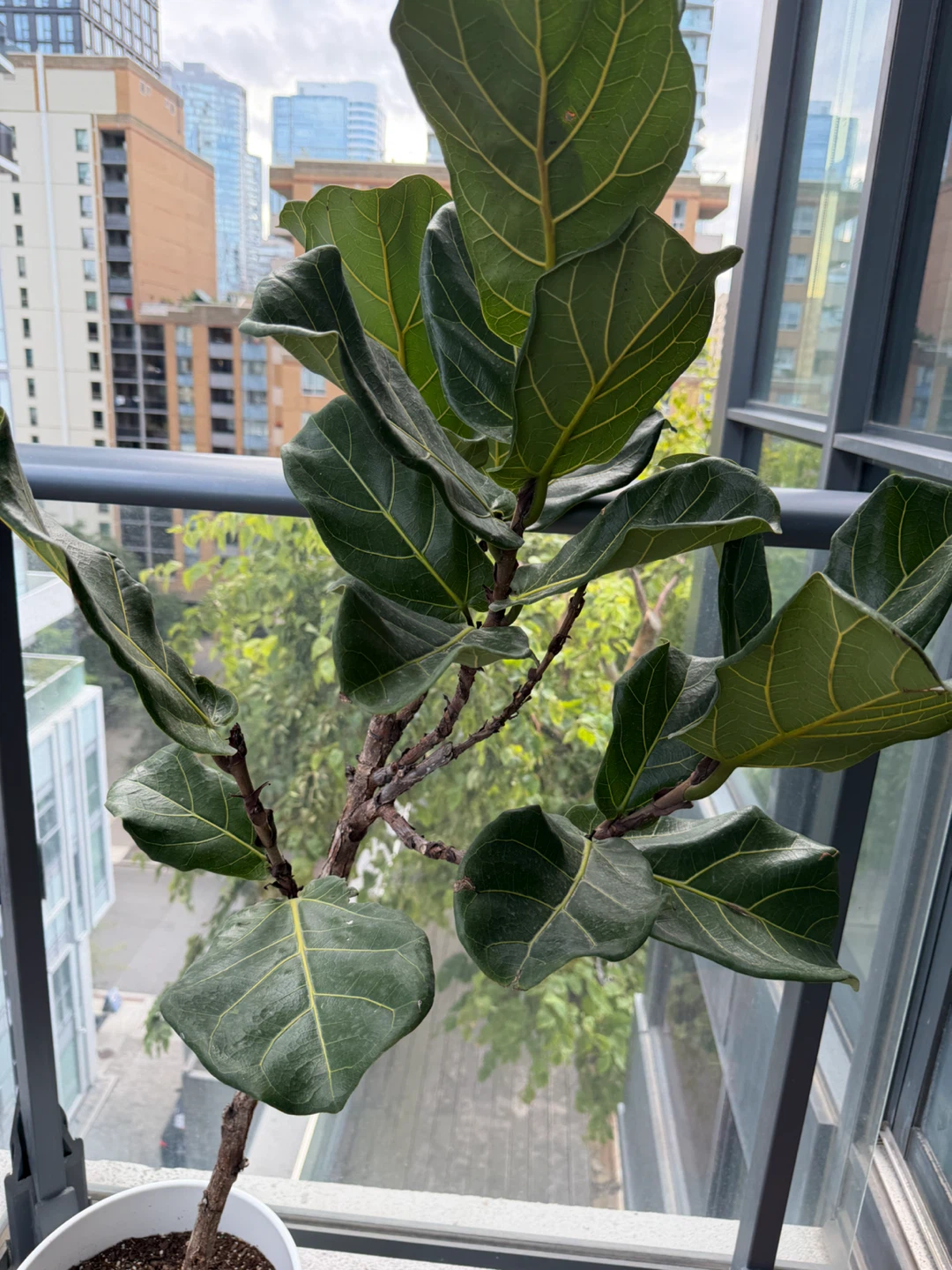 Fiddle Leaf Fig Plant - photo 2