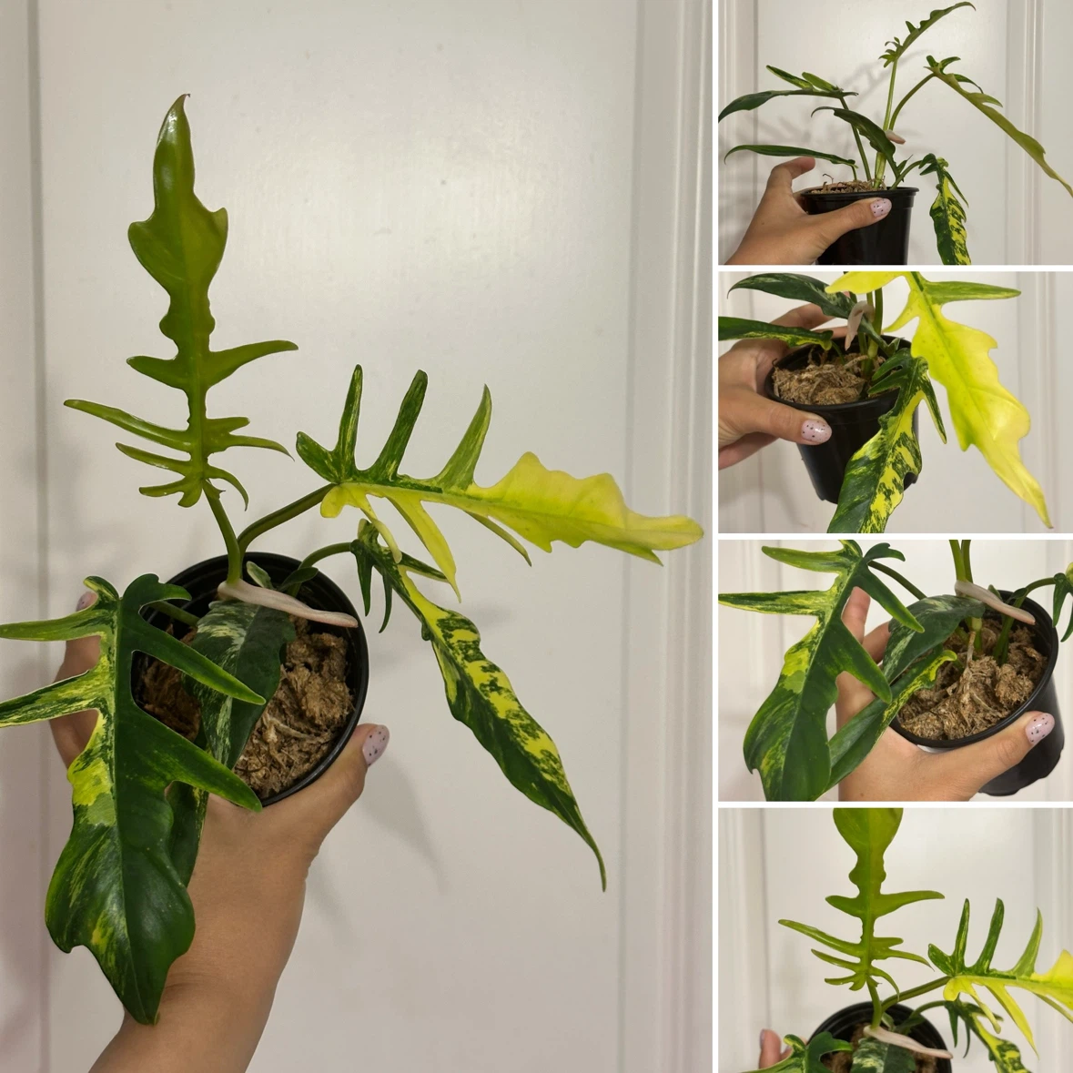 Philodendron Kitina Plant