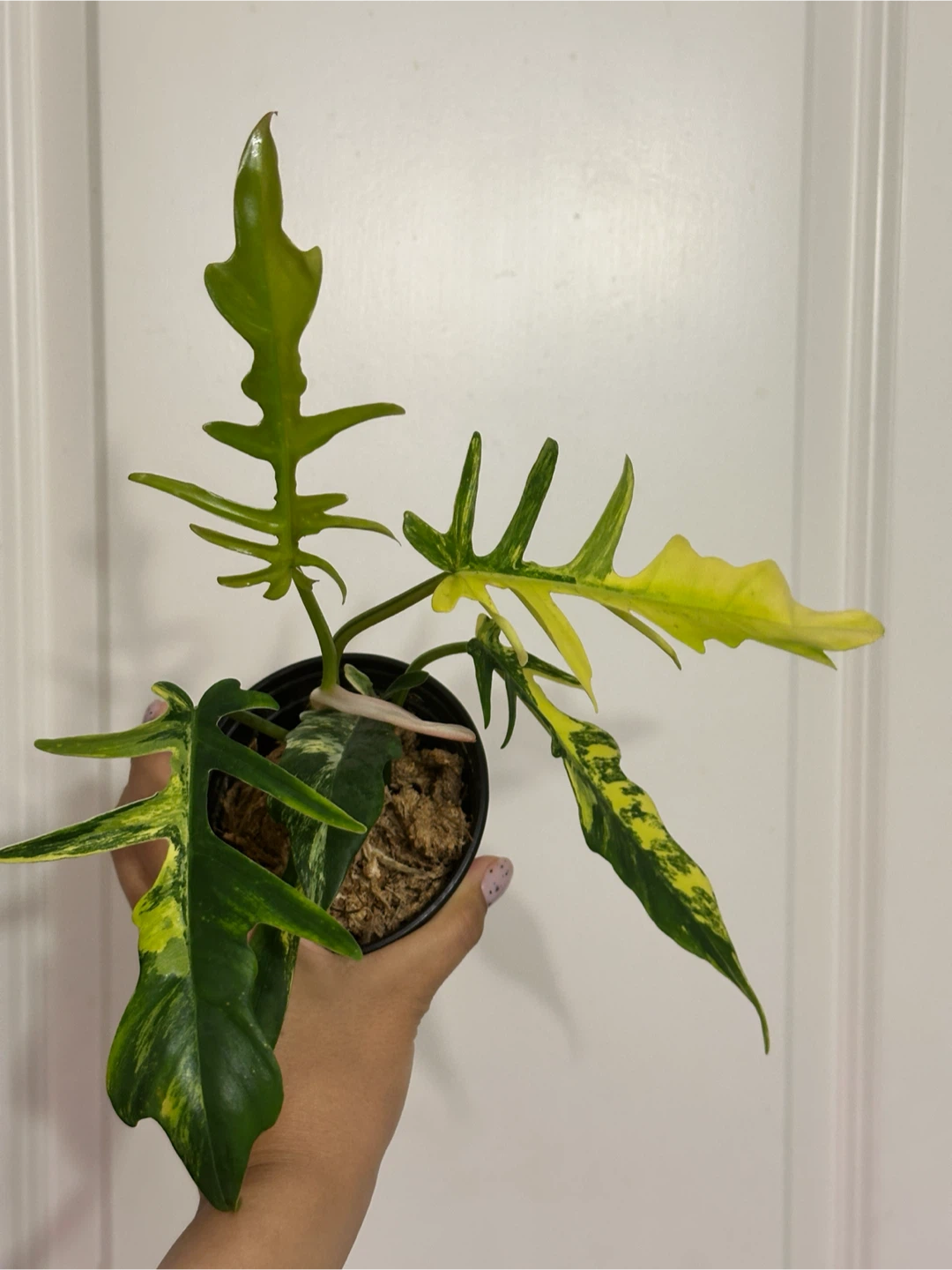 Philodendron Kitina Plant - photo 2