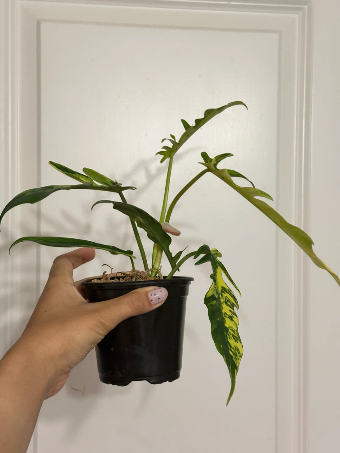 Philodendron Kitina Plant - photo 3