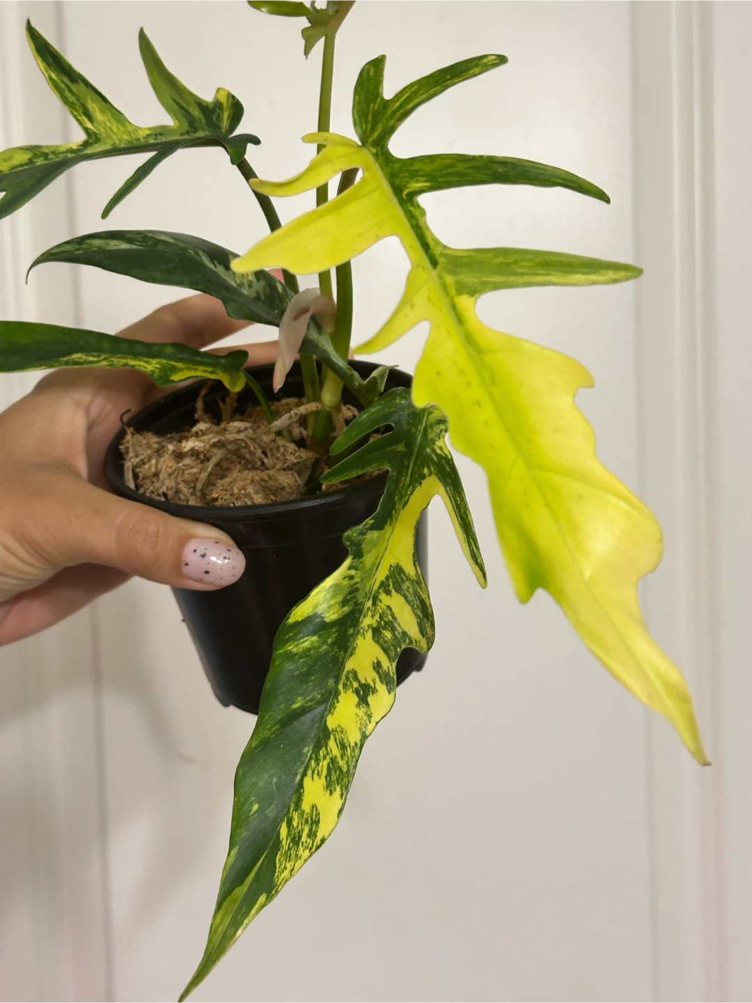 Philodendron Kitina Plant - photo 4