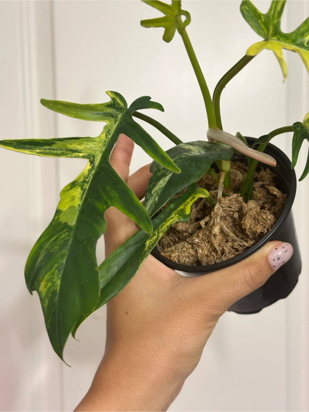Philodendron Kitina Plant - photo 5
