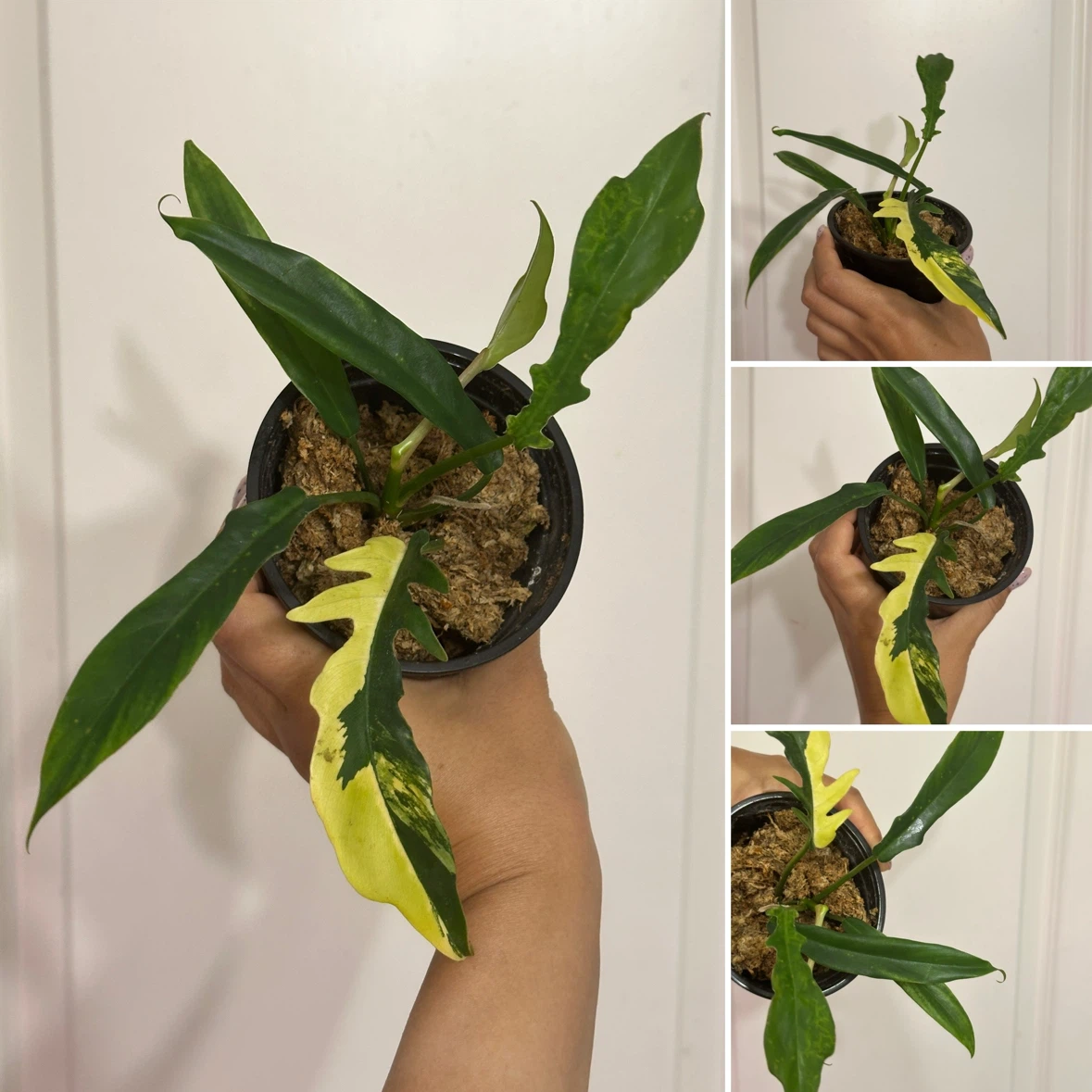 Philodendron Kitina Plant