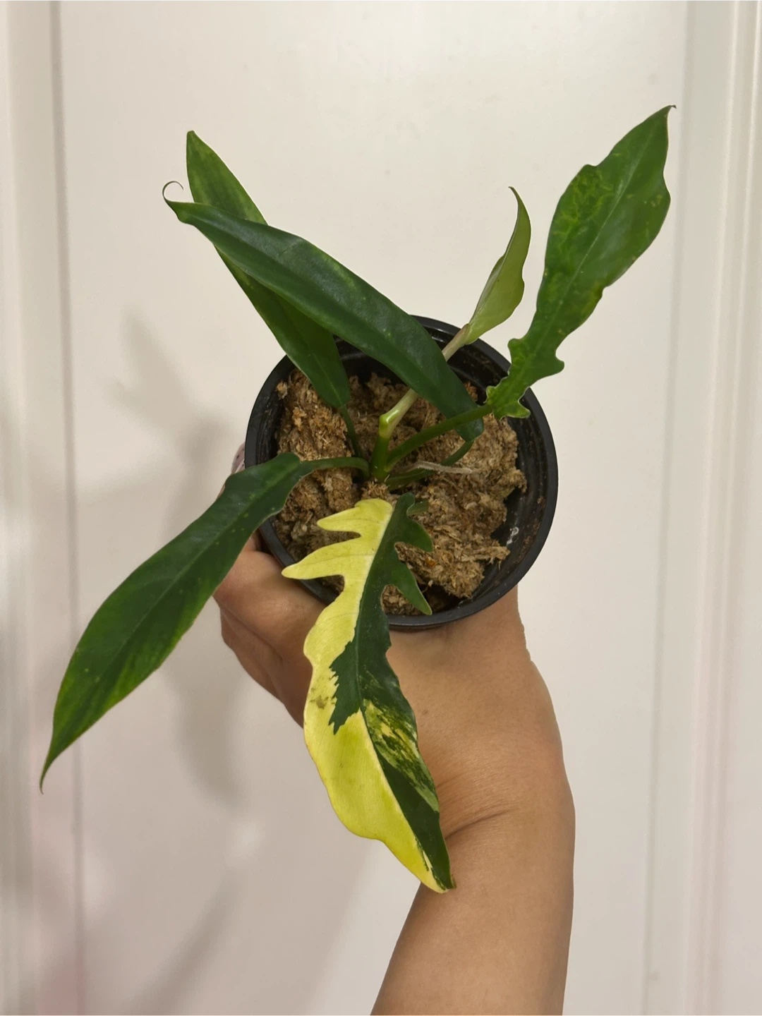 Philodendron Kitina Plant - photo 2