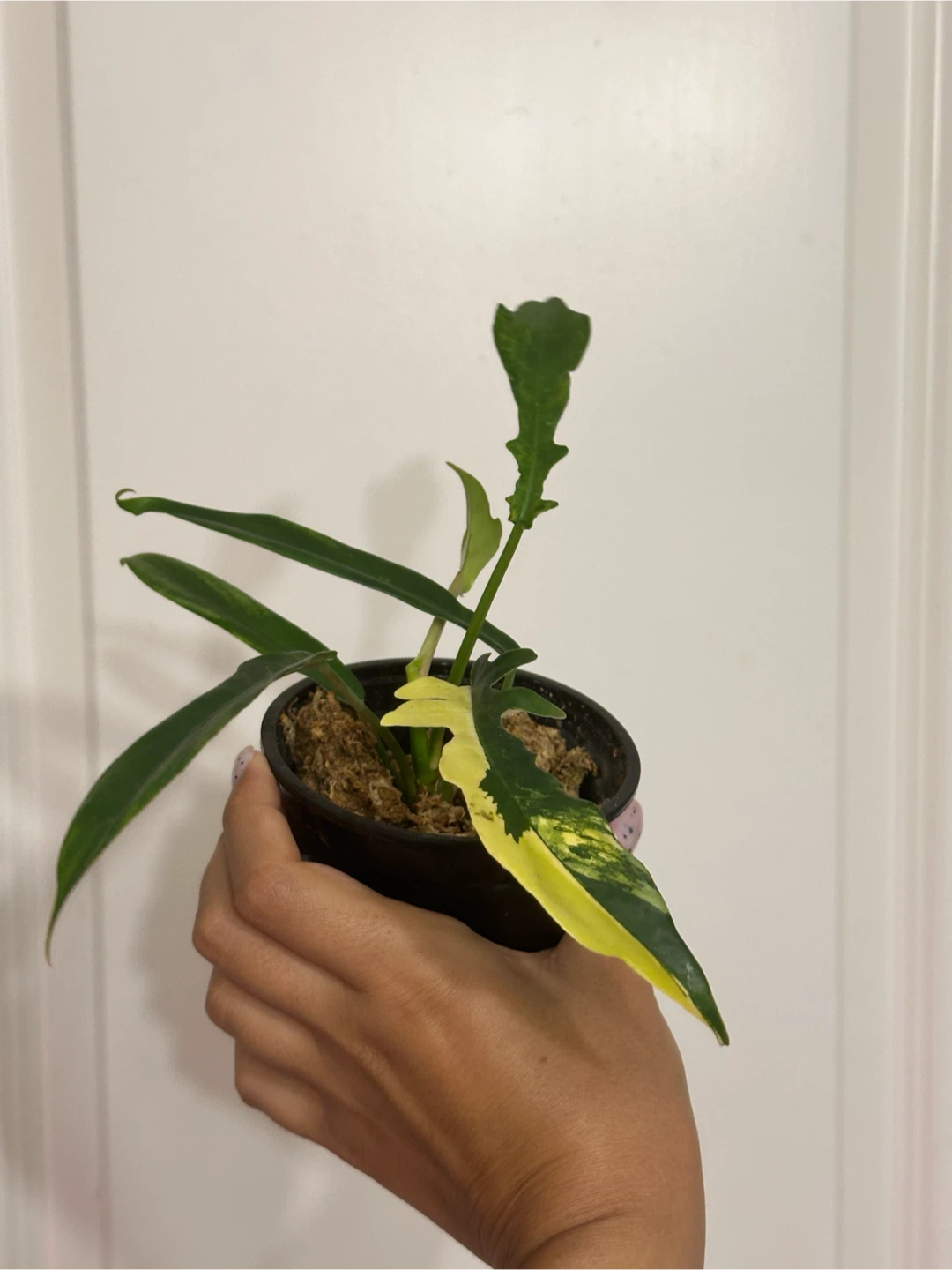 Philodendron Kitina Plant - photo 3