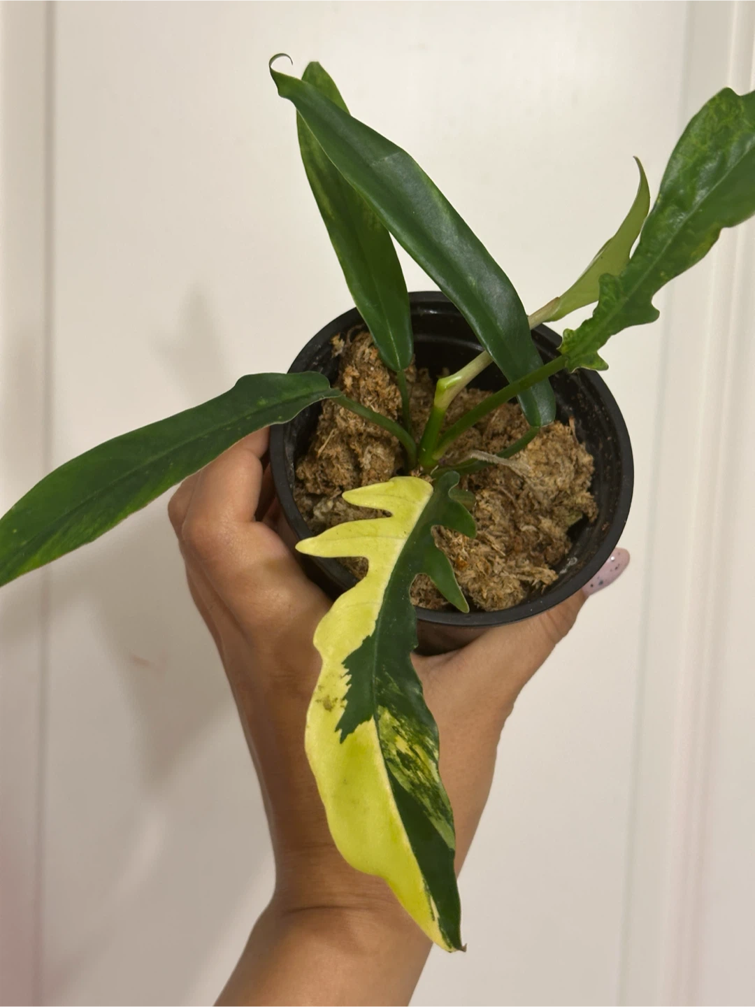 Philodendron Kitina Plant - photo 4