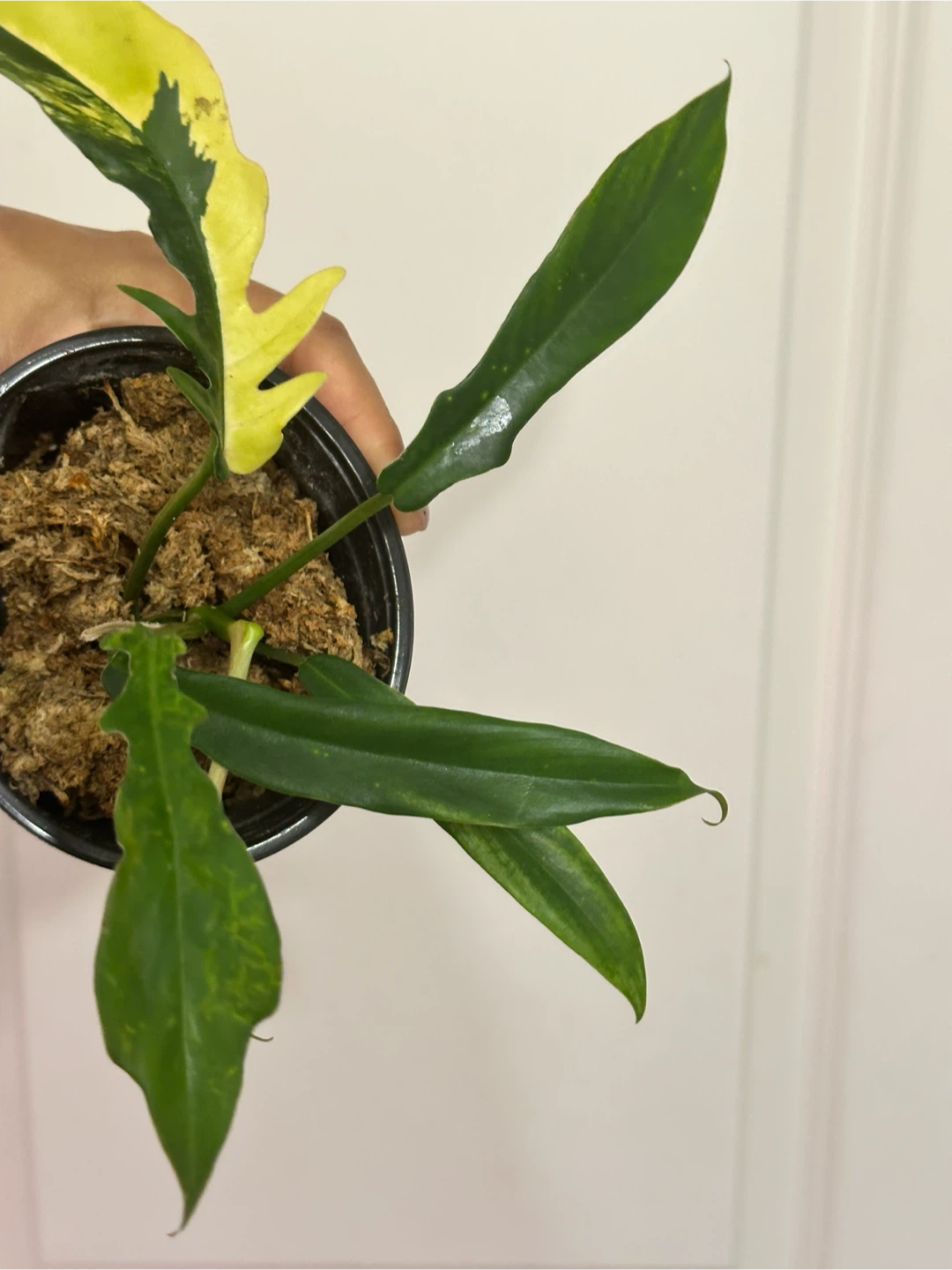 Philodendron Kitina Plant - photo 5