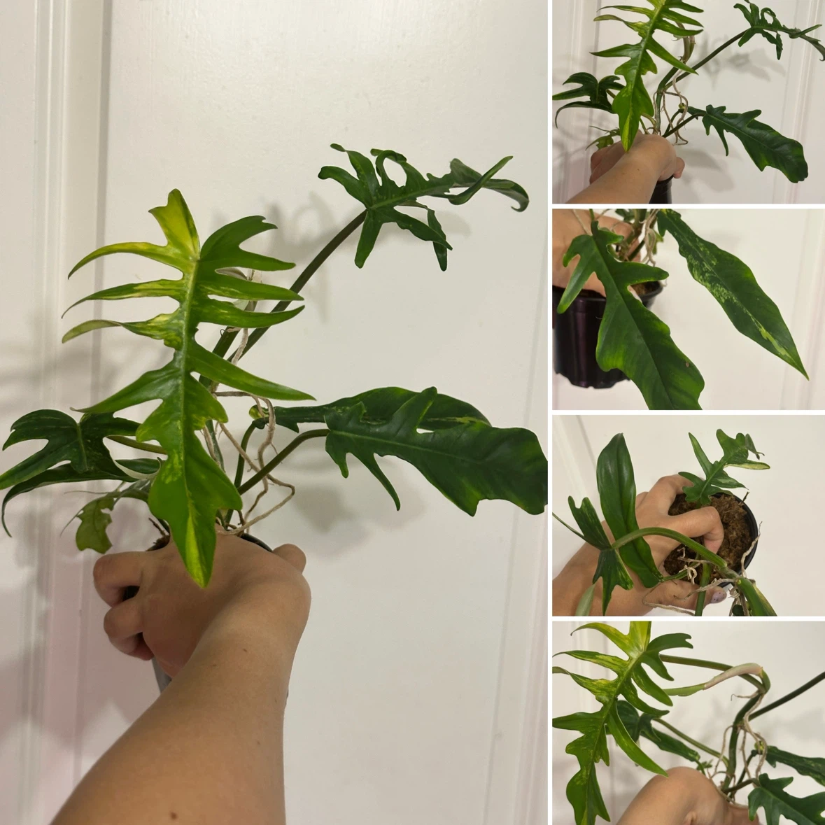 Philodendron Kitina Plant