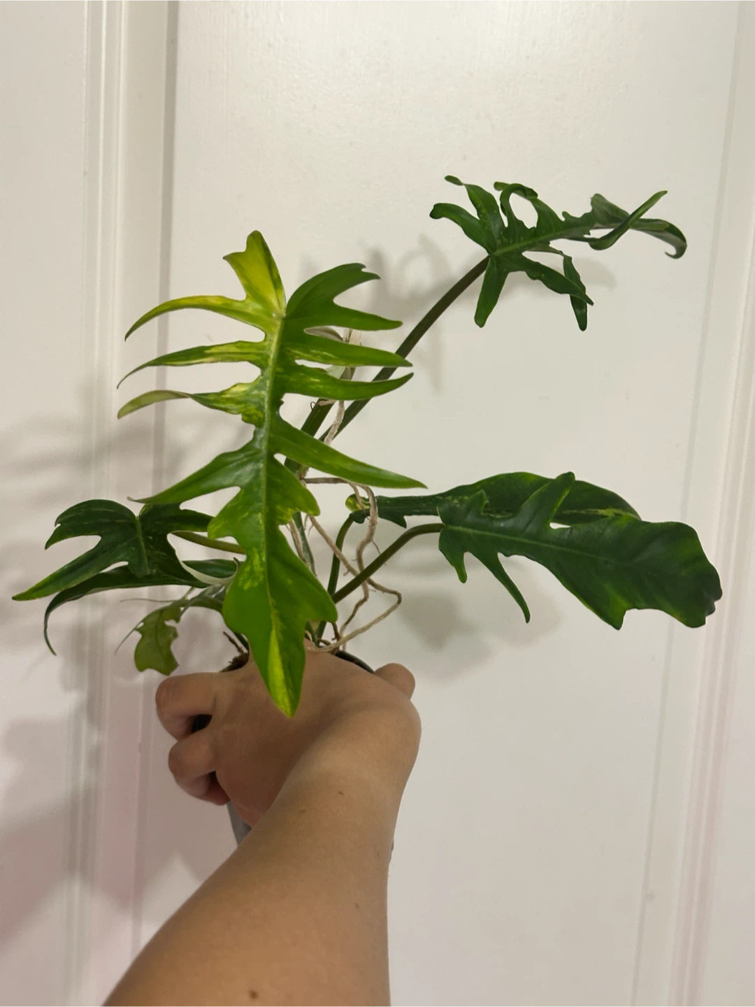 Philodendron Kitina Plant - photo 2