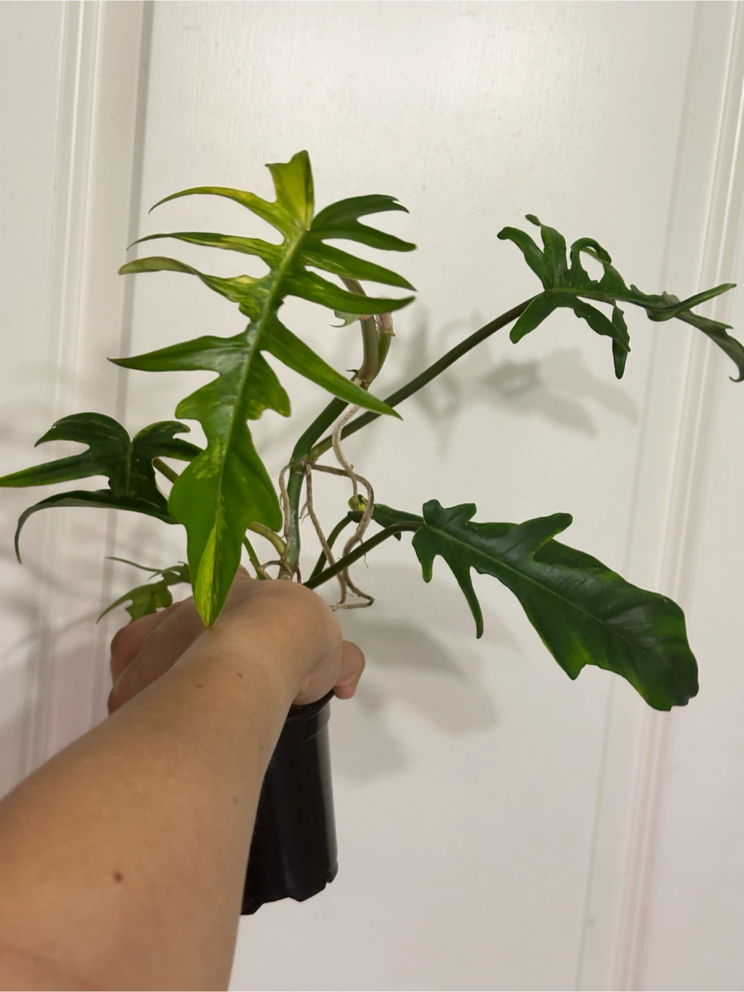 Philodendron Kitina Plant - photo 3