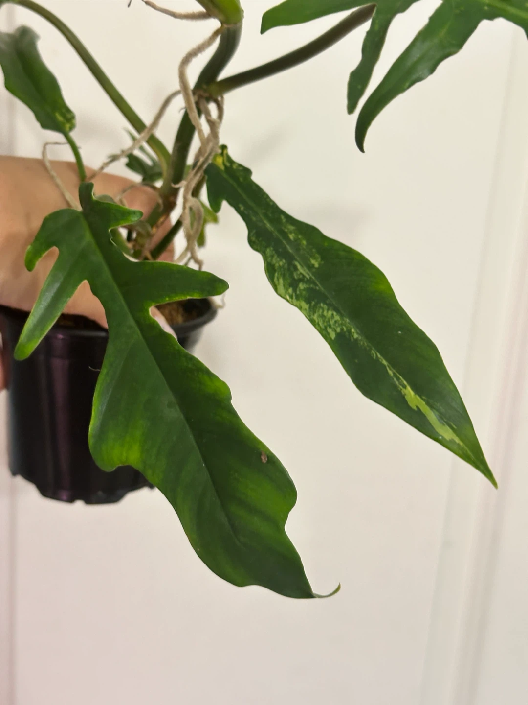 Philodendron Kitina Plant - photo 4