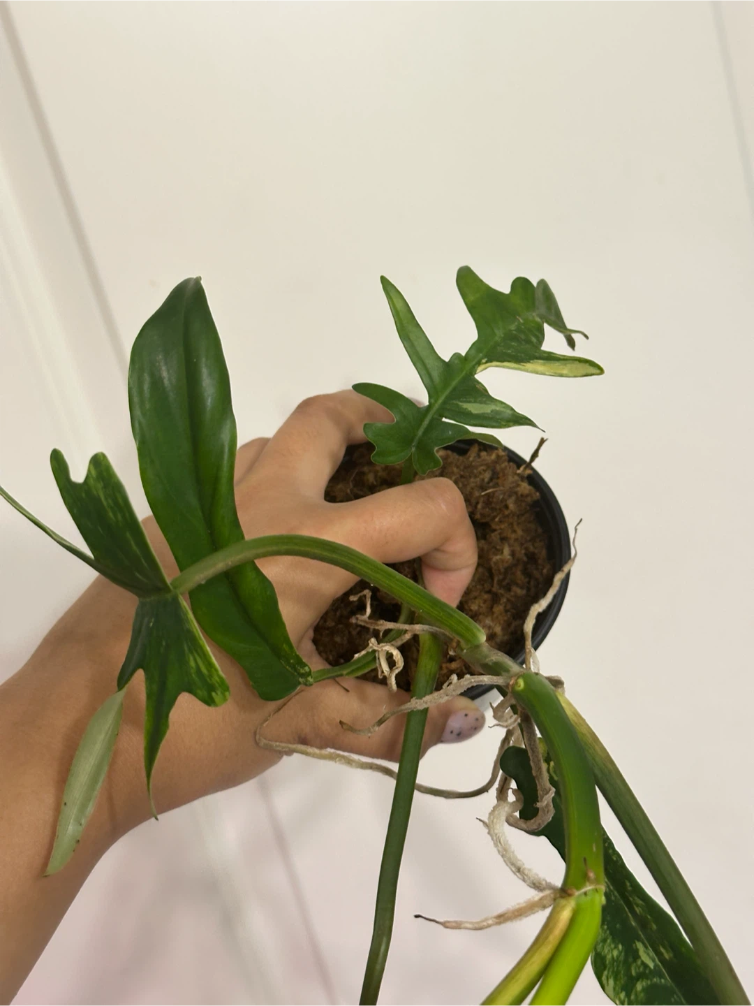 Philodendron Kitina Plant - photo 5