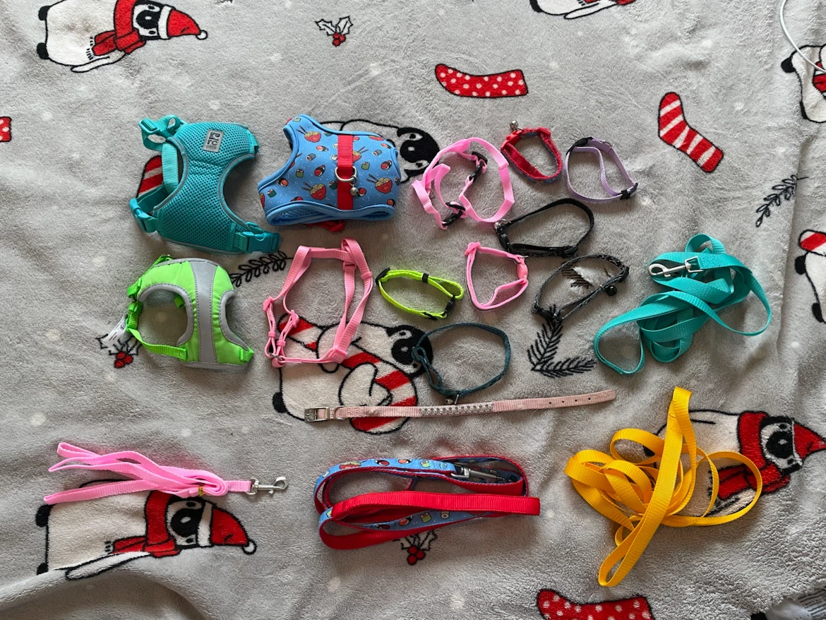 Cat/Kitten Harnesses, Leashes & Collars Lot