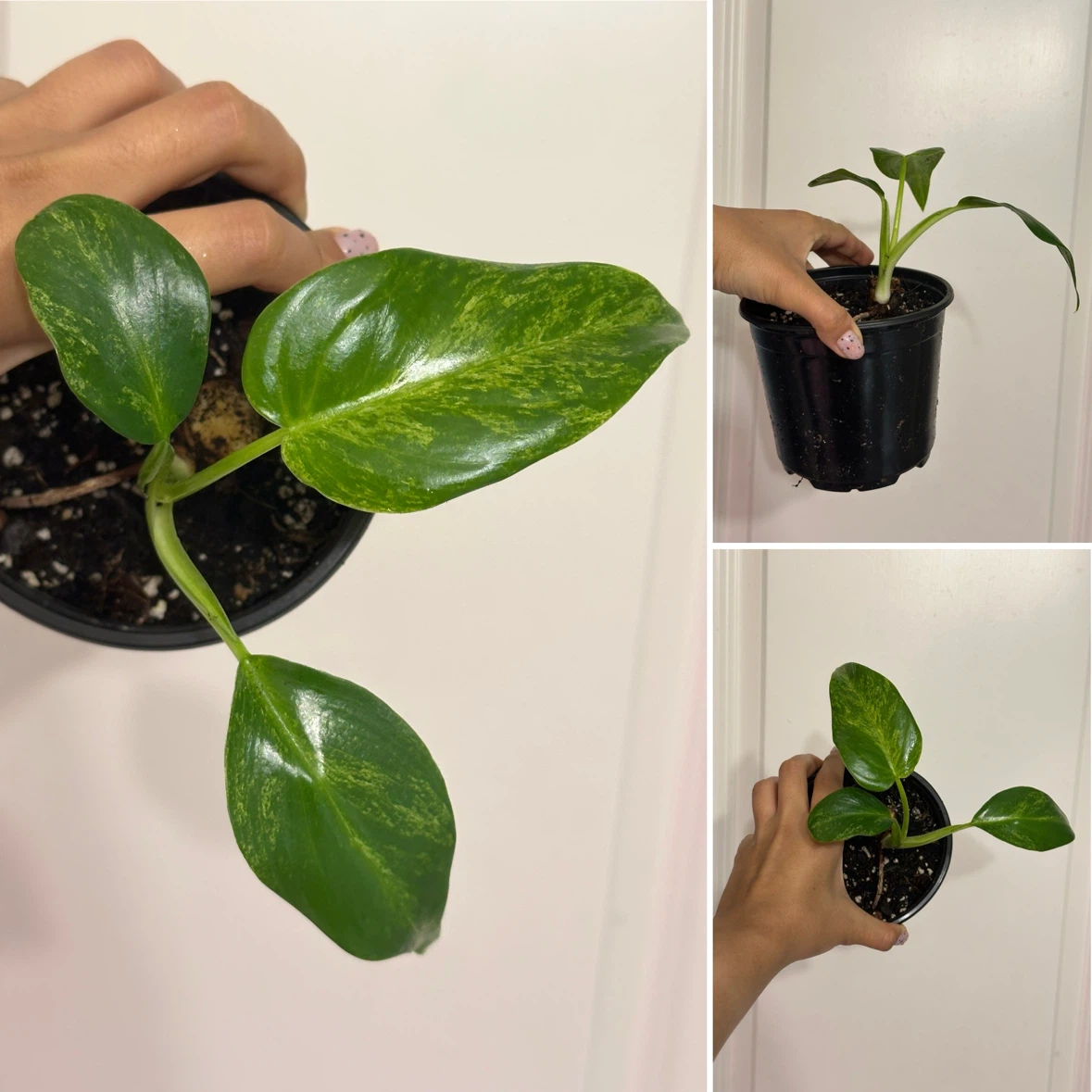 Philodendron Gigantium Blizzard Plant