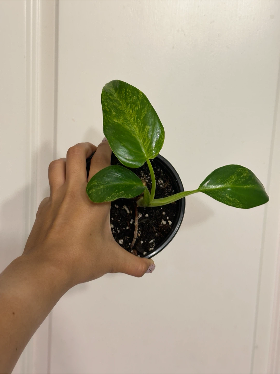 Philodendron Gigantium Blizzard Plant - photo 2