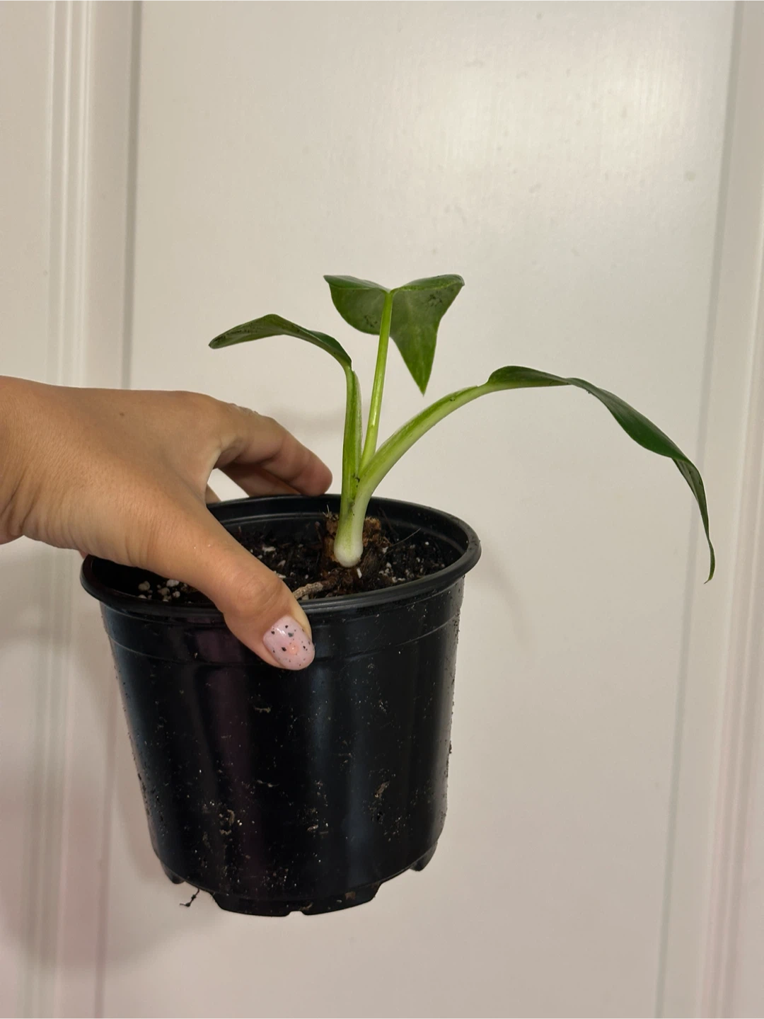 Philodendron Gigantium Blizzard Plant - photo 3