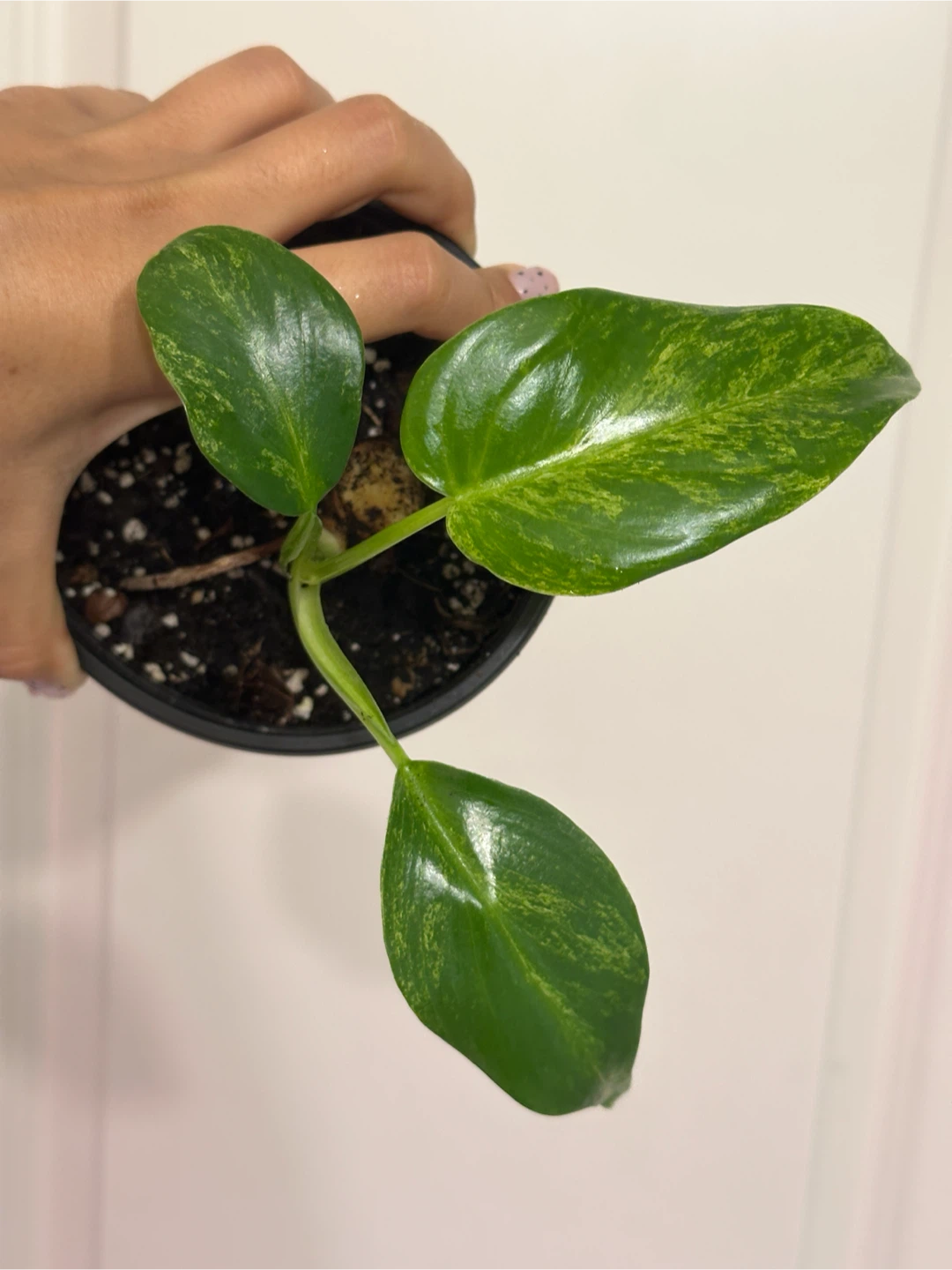 Philodendron Gigantium Blizzard Plant - photo 4